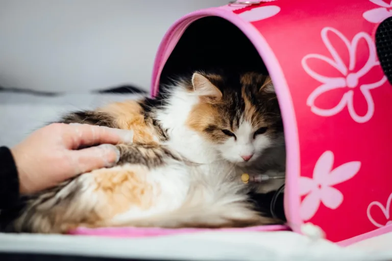 Lire la suite à propos de l’article Pourquoi la stérilisation est-elle importante pour les chats ?