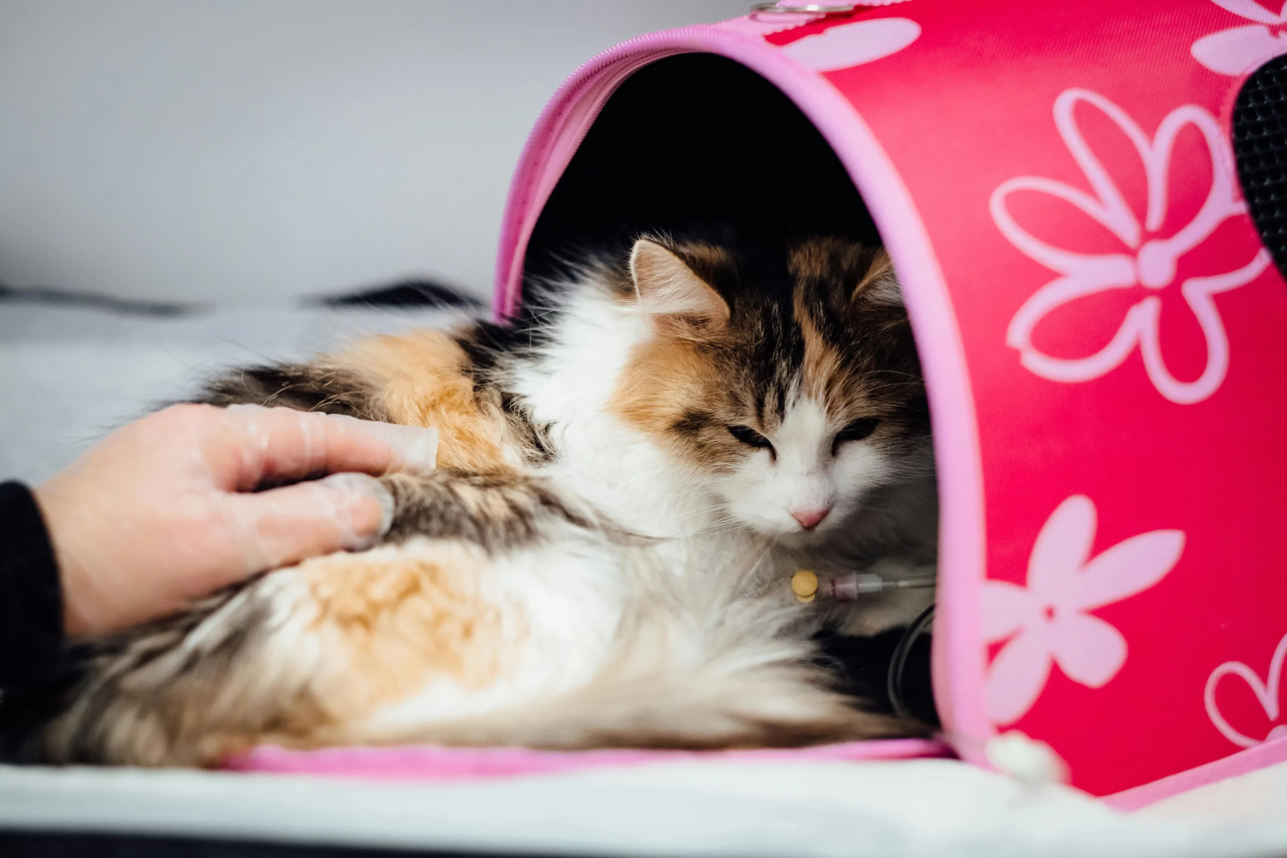 Pourquoi la stérilisation est-elle importante pour les chats ?