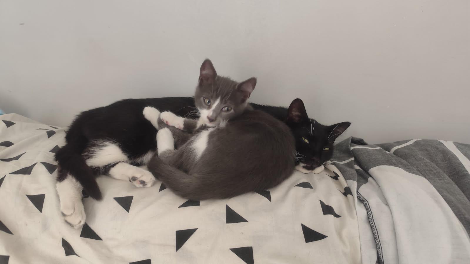 maman et son chaton