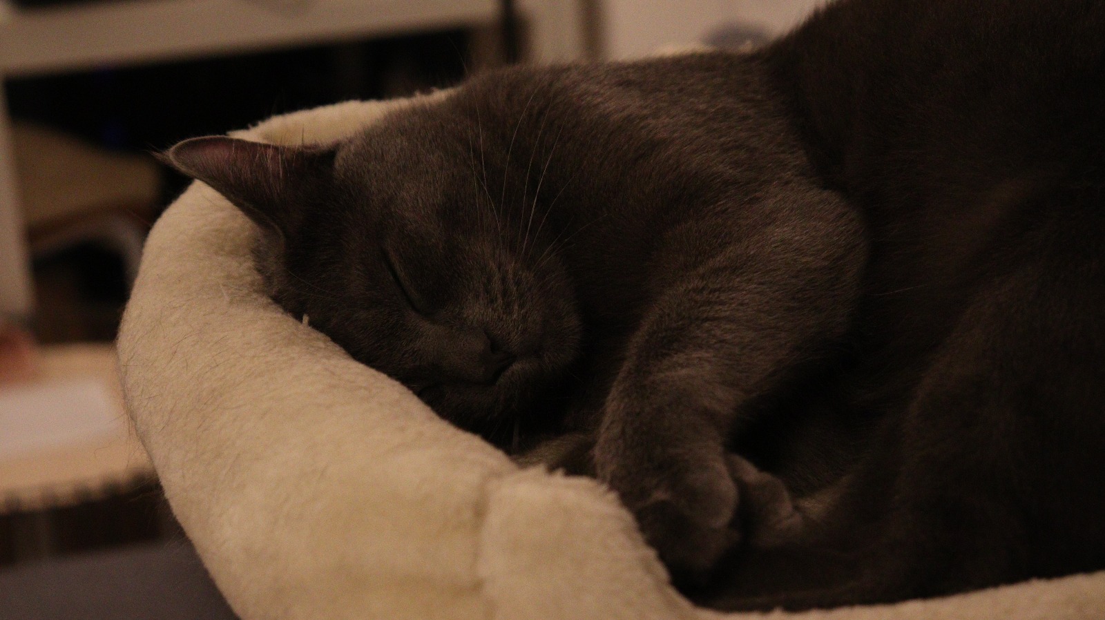 gato2