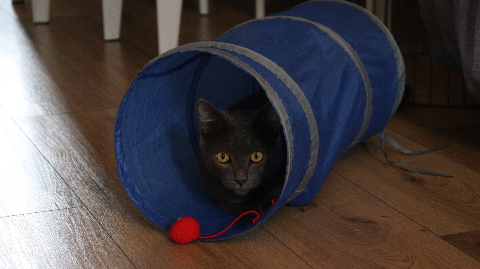gato6 gato6