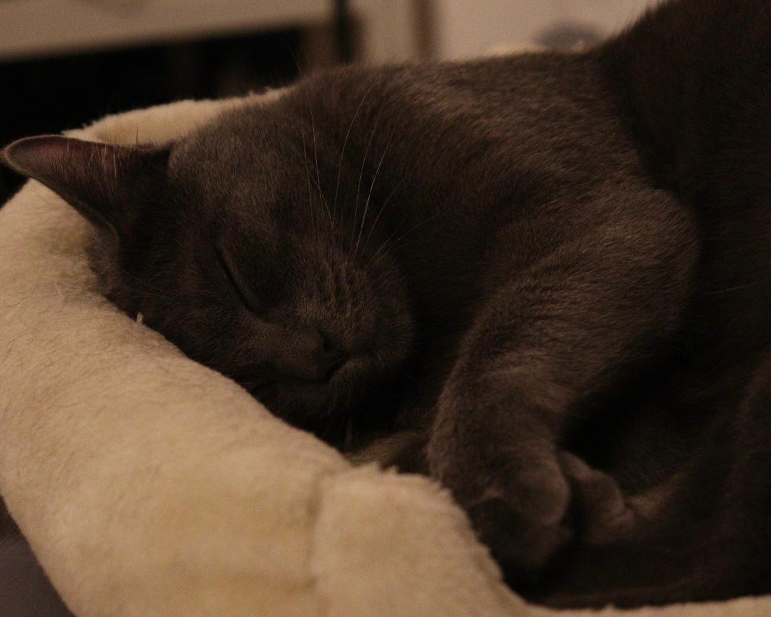 Gato_2