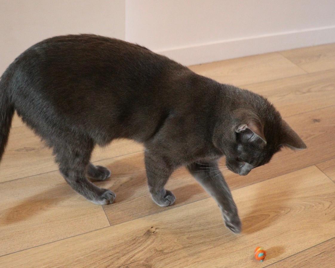 Gato_3