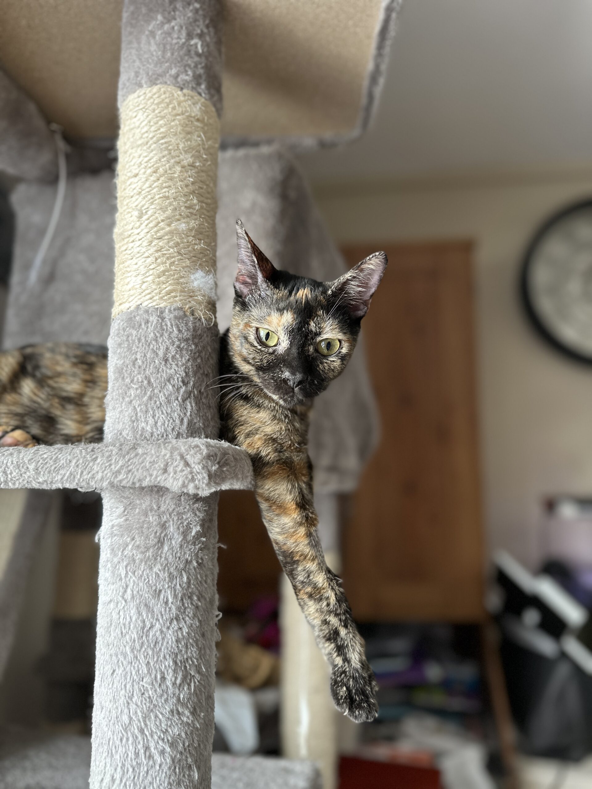 Lilo