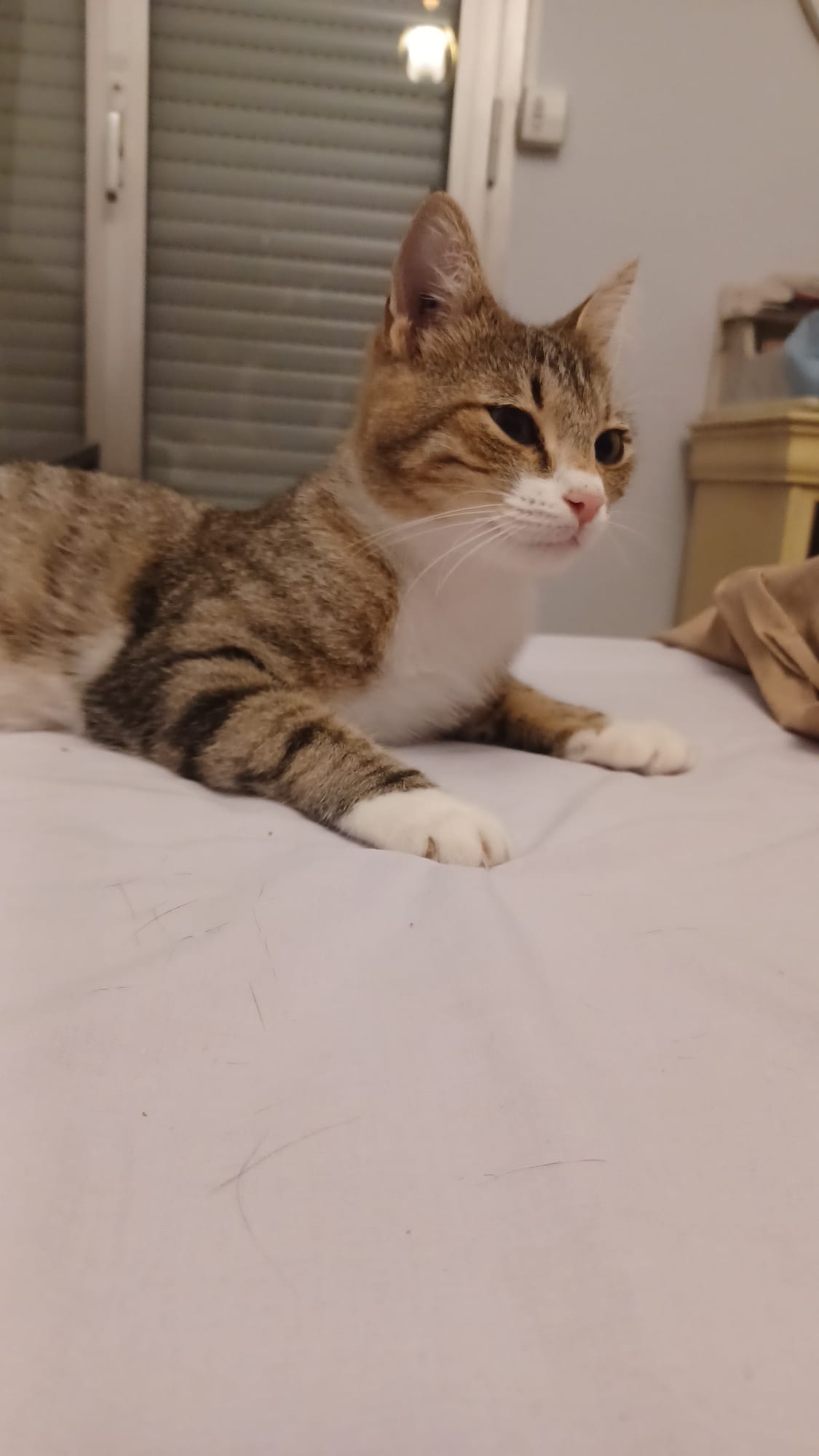 WhatsApp Image 2025-10-06 at 21.43.10 (1)