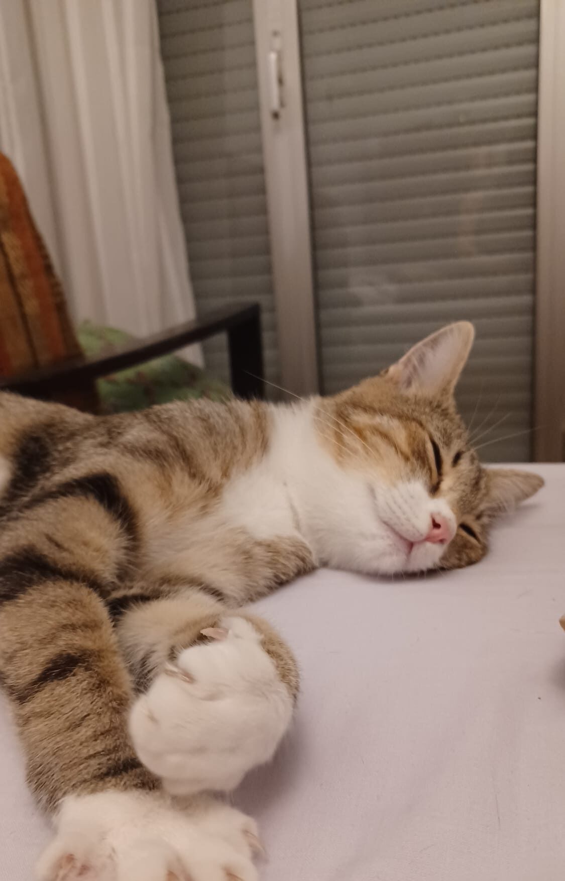 WhatsApp Image 2025-10-06 at 21.43.10