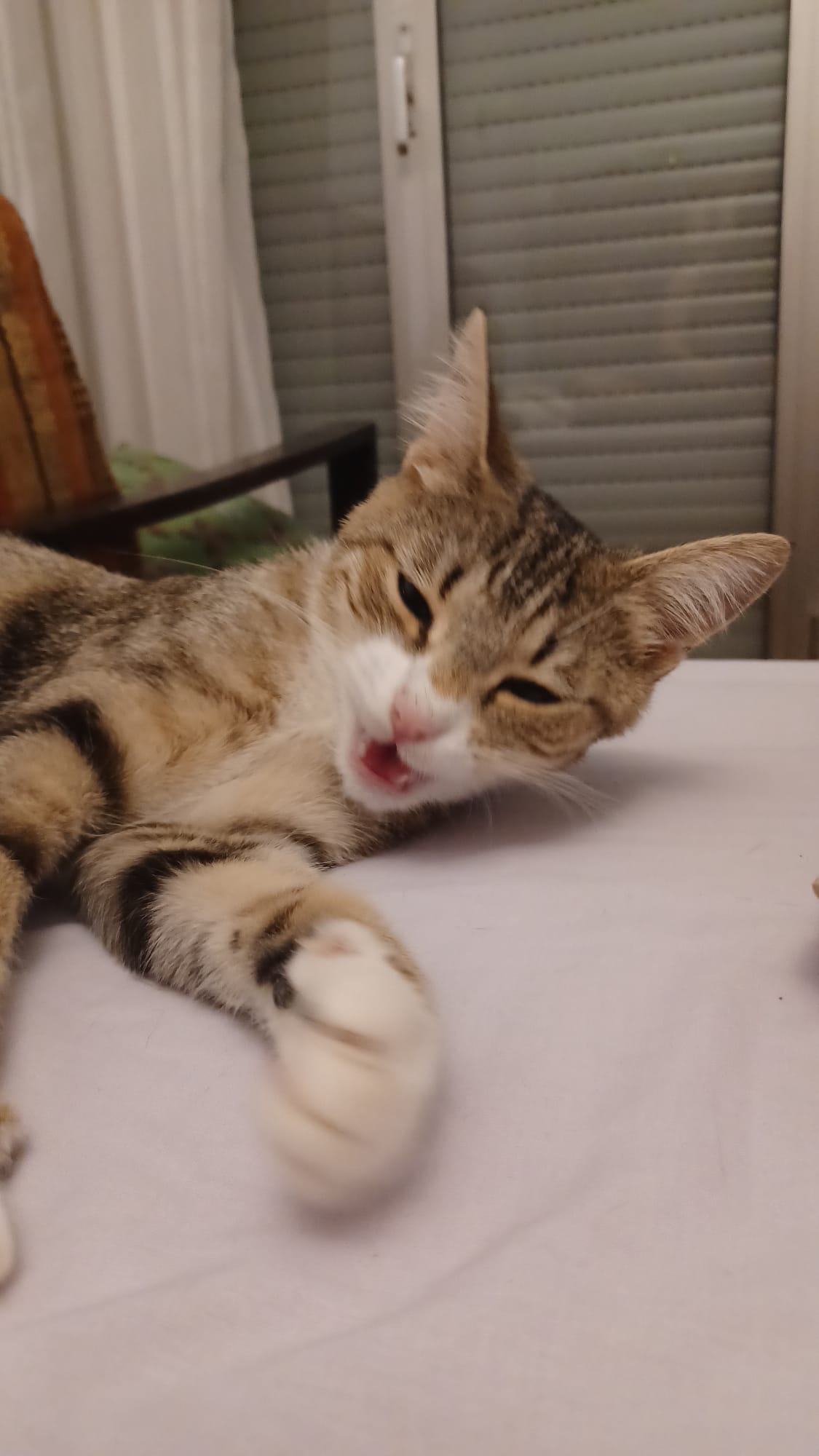 WhatsApp Image 2025-10-06 at 21.43.12