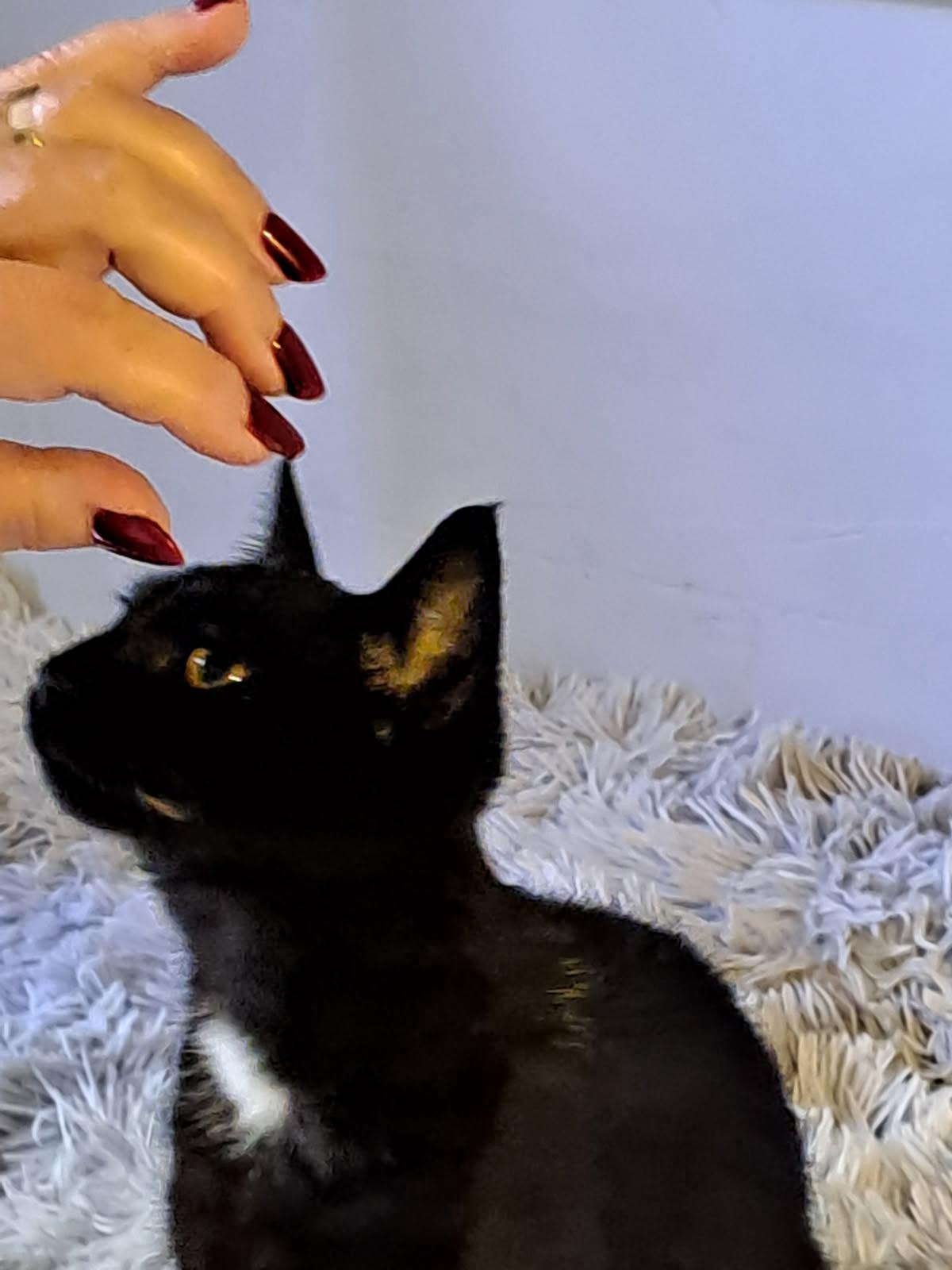 WhatsApp Image 2025-10-09 at 17.32.55