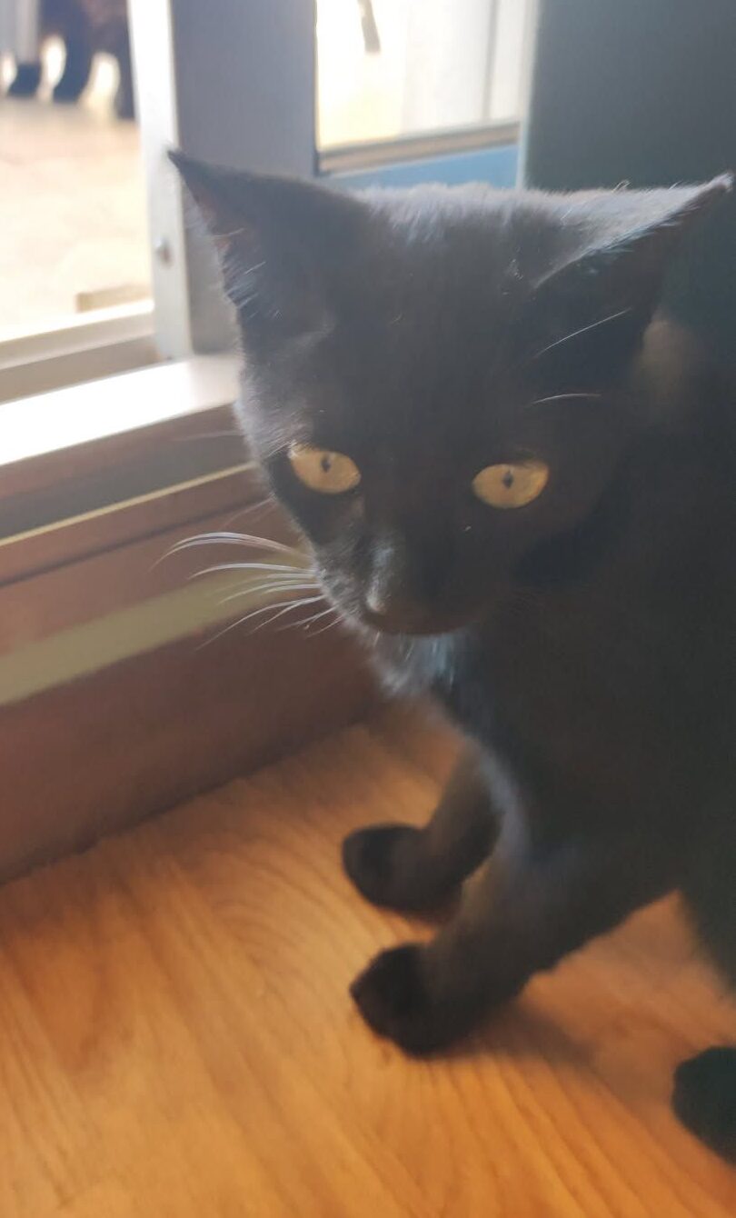 WhatsApp Image 2025-10-09 at 17.34.54