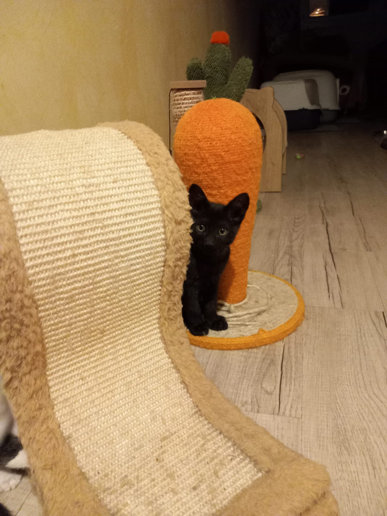 WhatsApp Image 2025-10-11 at 11.59.02 (1)