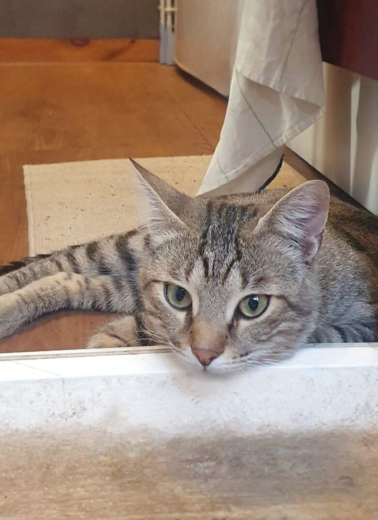 WhatsApp Image 2025-10-15 at 14.26.20