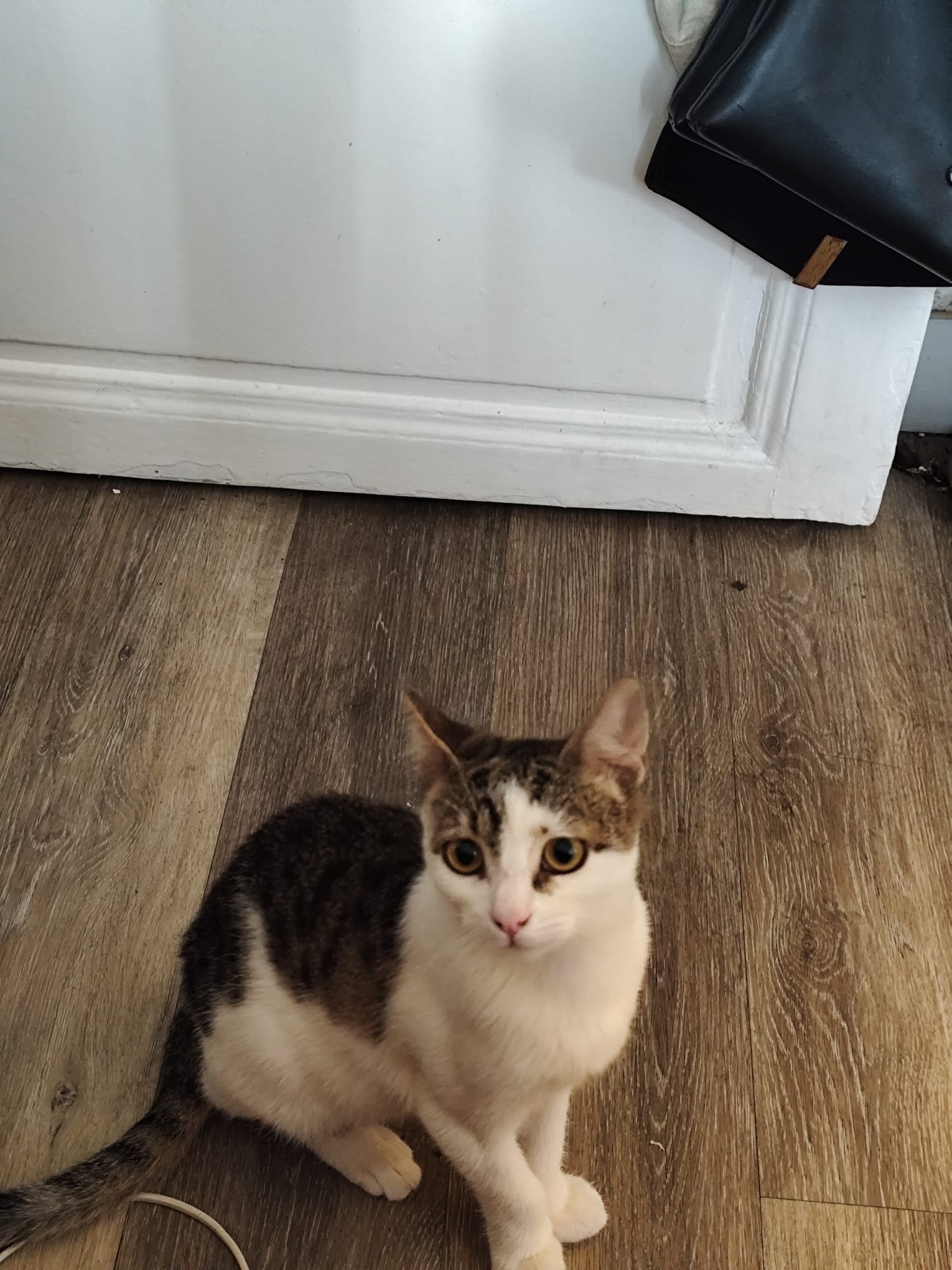 WhatsApp Image 2025-10-19 at 23.37.04 (1)