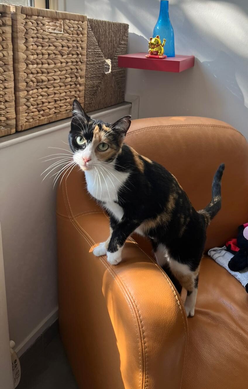 WhatsApp Image 2025-10-23 at 10.08.38