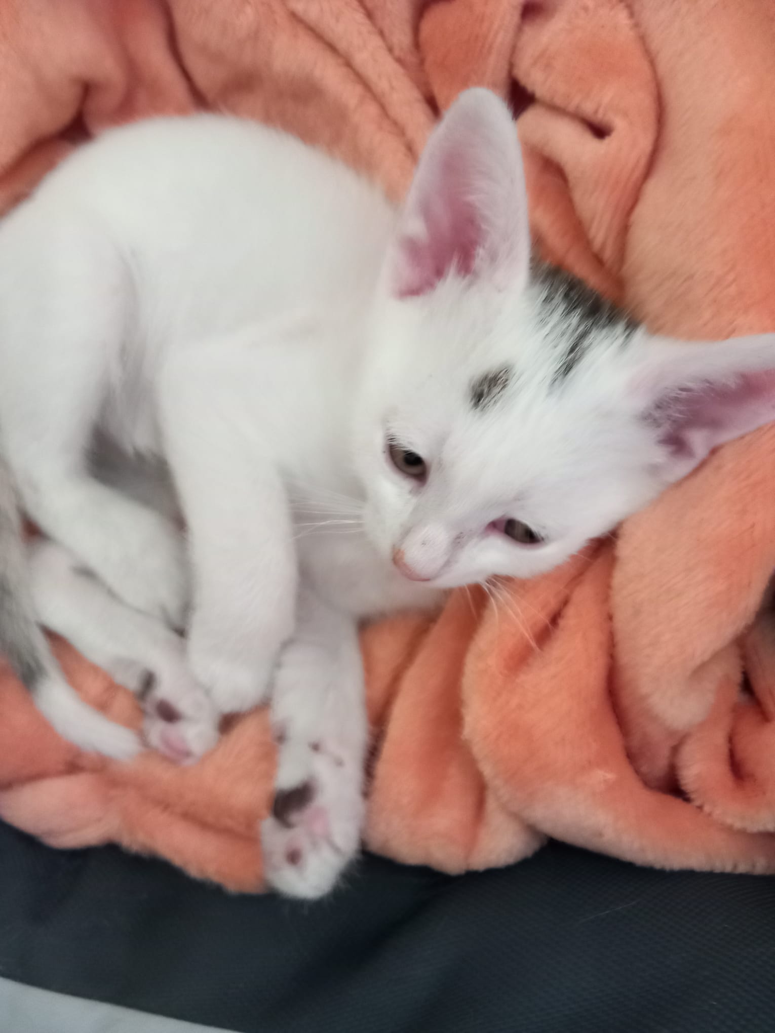 WhatsApp Image 2025-10-26 at 10.32.59 (1)