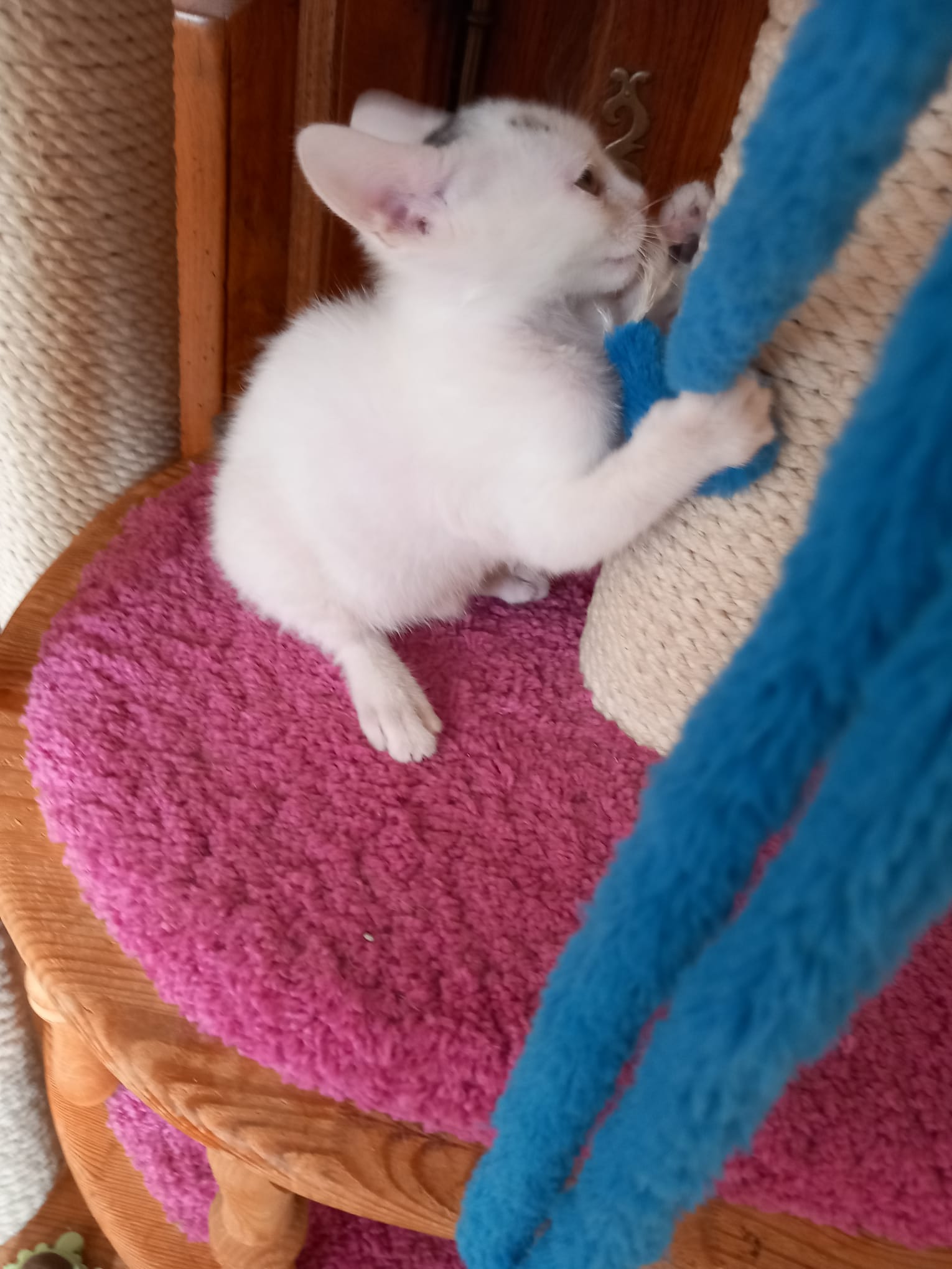 WhatsApp Image 2025-10-26 at 11.17.15 (3)