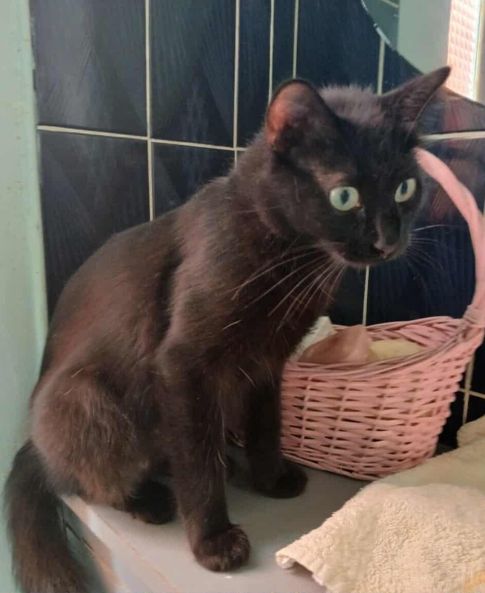 WhatsApp Image 2025-10-26 at 11.31.38