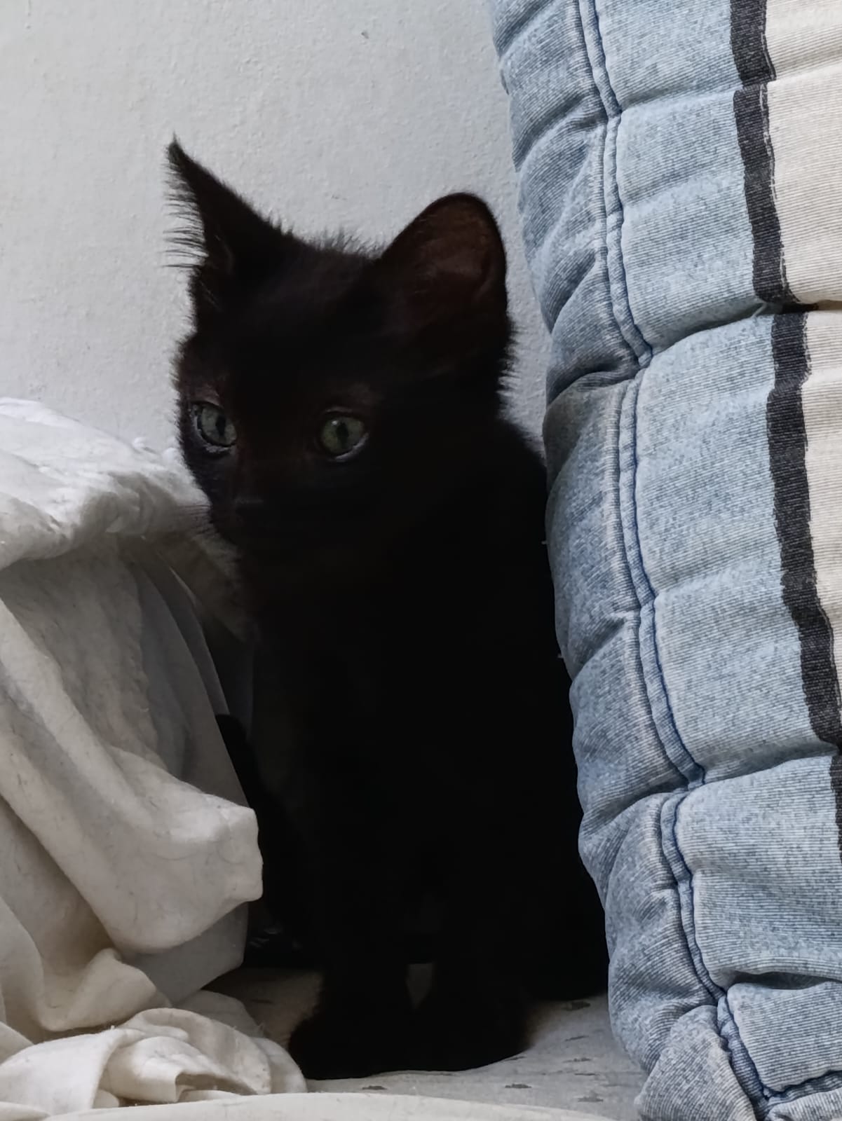 WhatsApp Image 2025-10-26 at 11.32.16