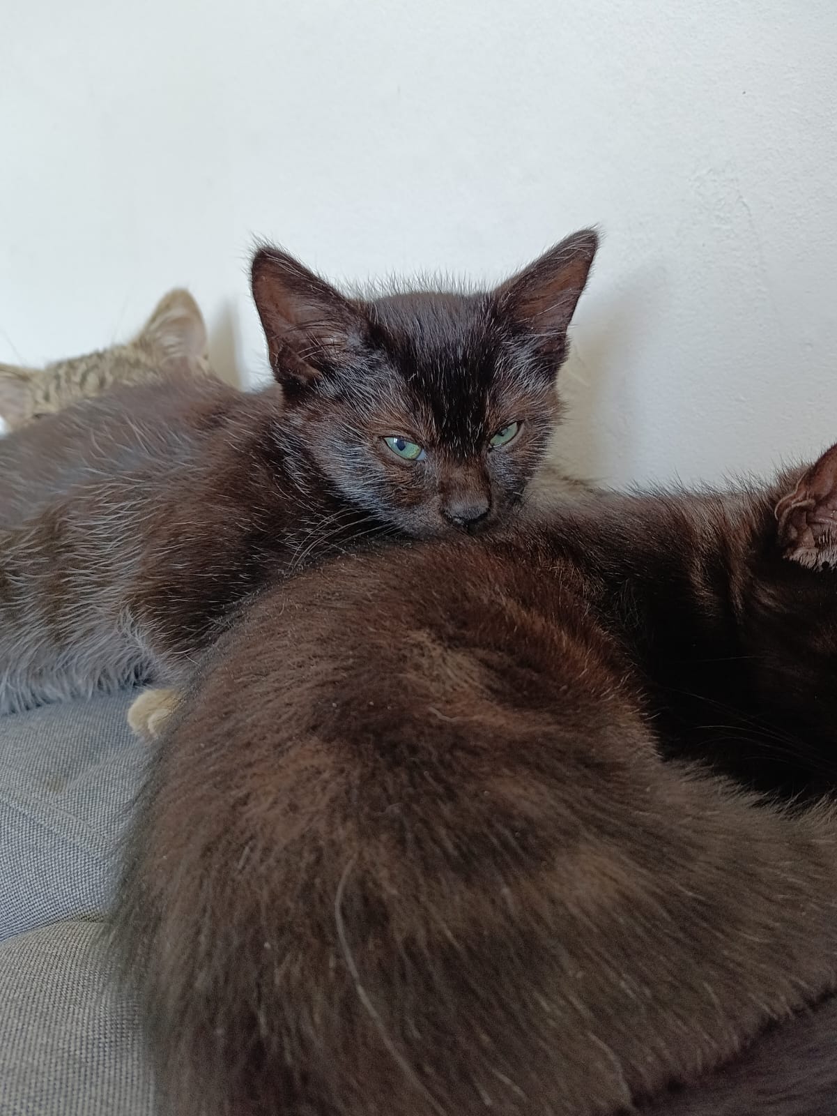 WhatsApp Image 2025-10-26 at 11.32.57 (2)