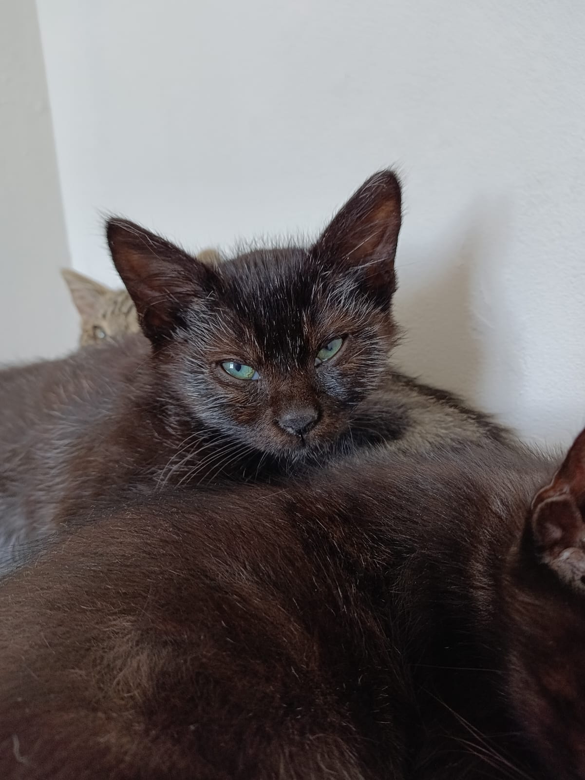 WhatsApp Image 2025-10-26 at 11.32.57