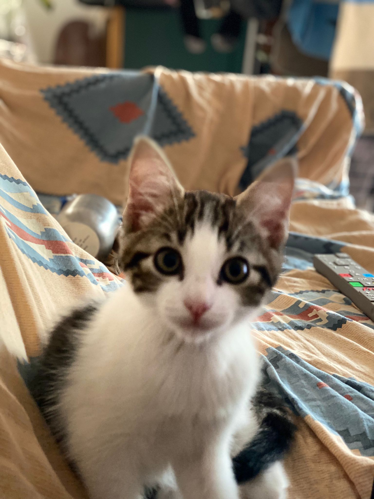 WhatsApp Image 2025-10-31 at 11.15.49