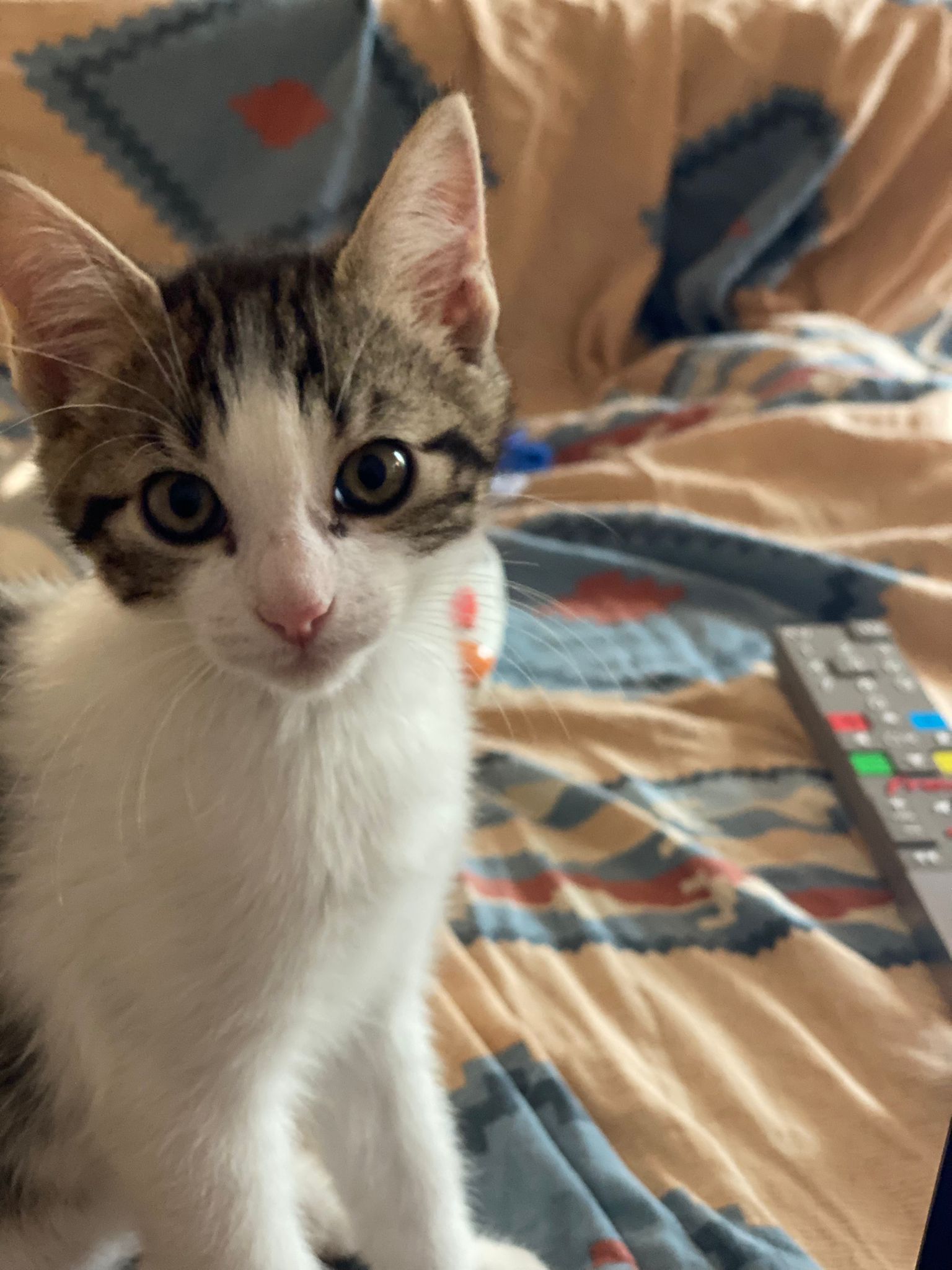 WhatsApp Image 2025-10-31 at 11.16.58