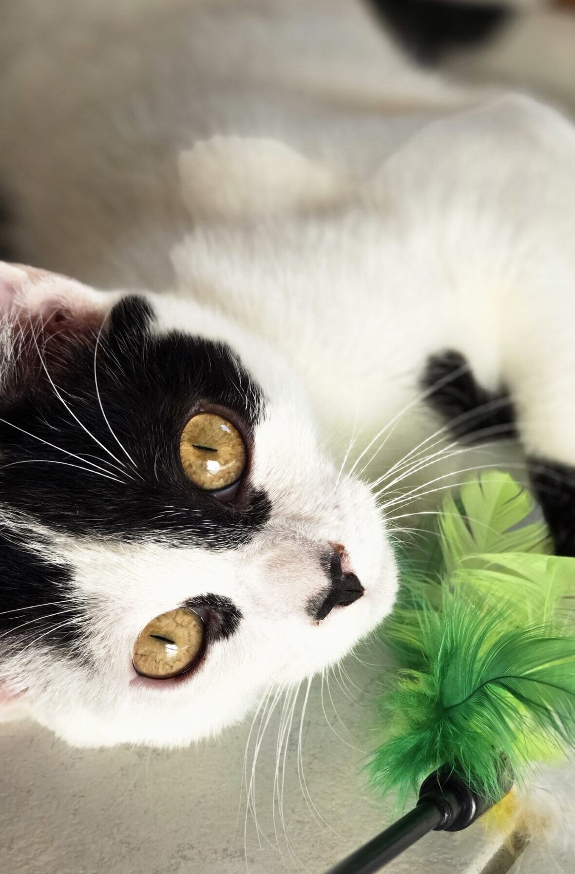 2a28aa5d-702a-4d2a-b31c-88aaba69afba-copied-media~2