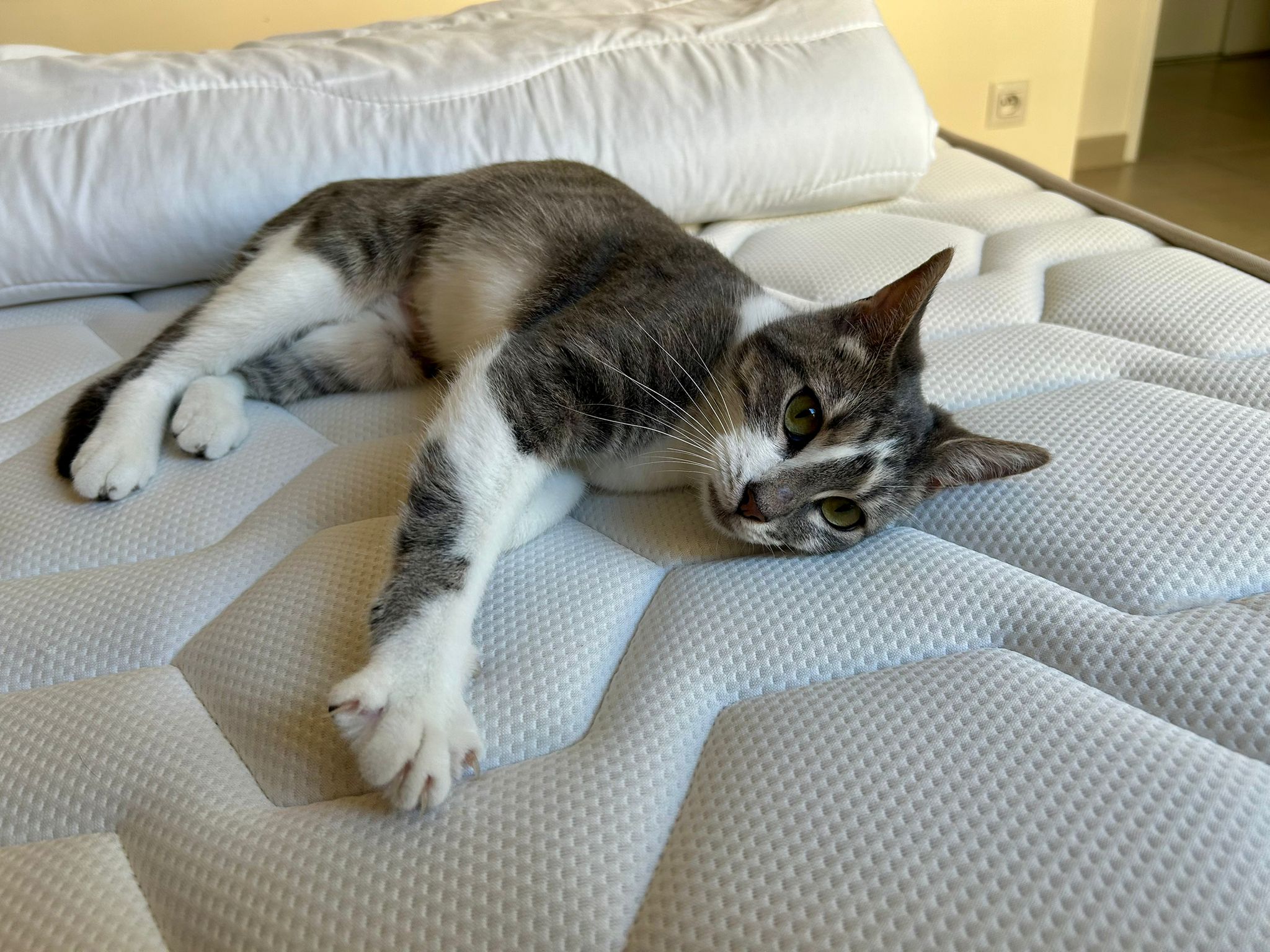 WhatsApp Image 2025-11-04 at 14.14.19 (1)