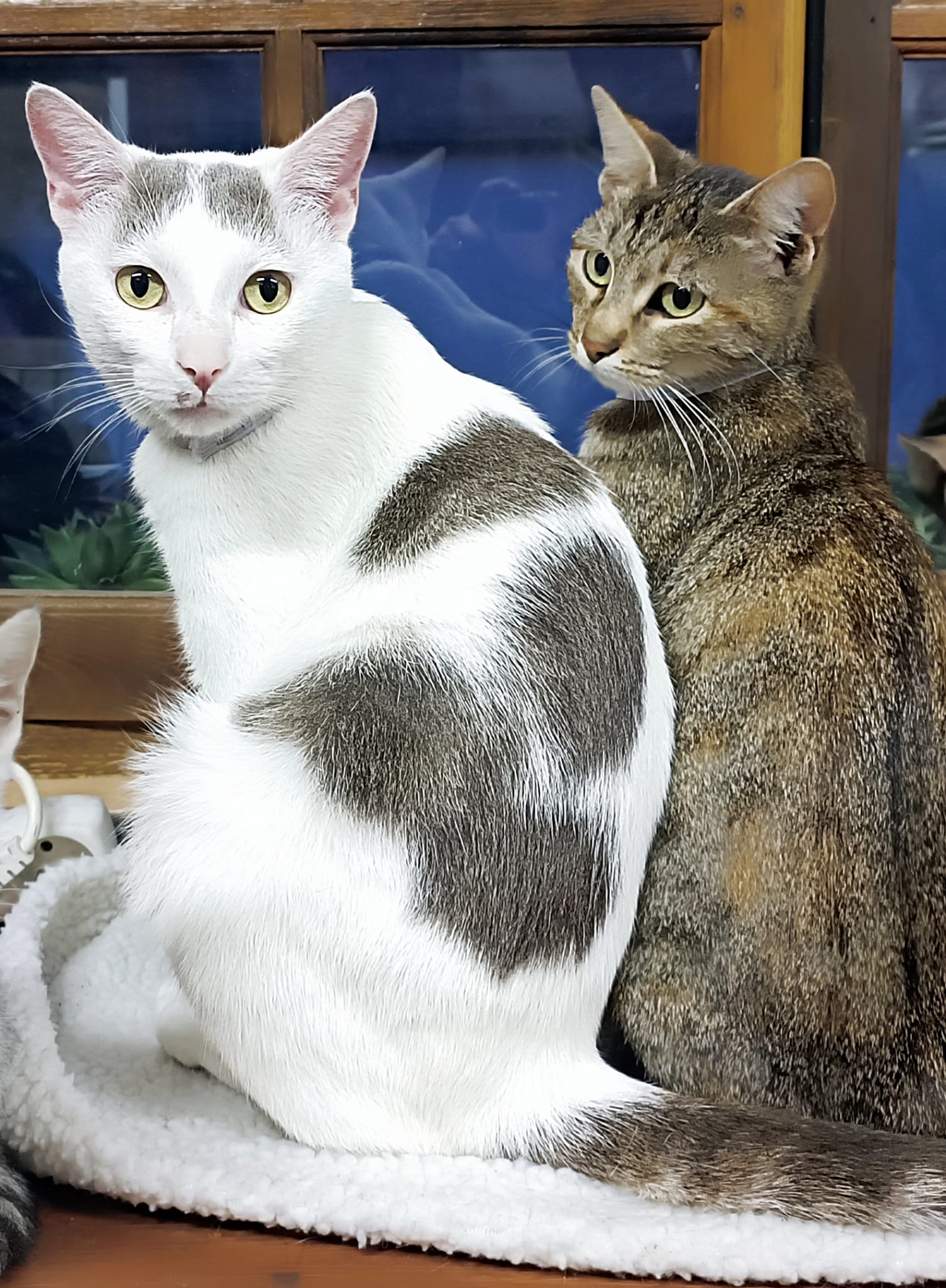 WhatsApp Image 2025-11-04 at 21.37.16 (2)