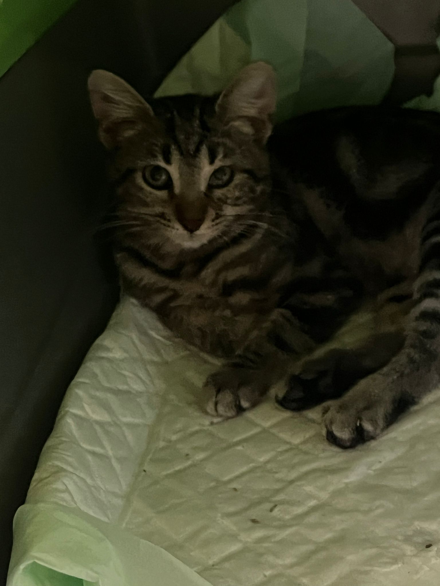 WhatsApp Image 2025-11-10 at 14.33.09