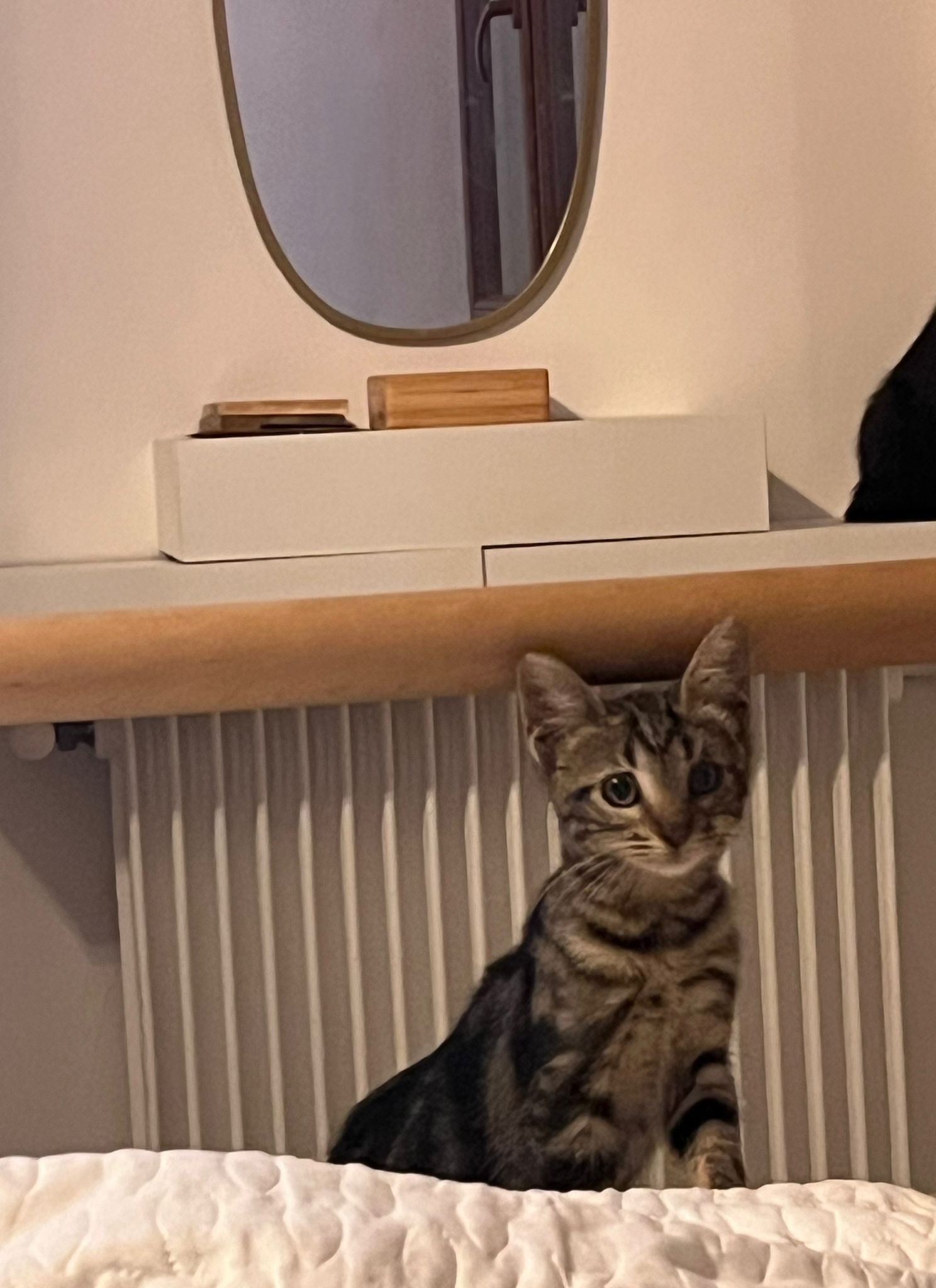 WhatsApp Image 2025-11-11 at 16.15.29 (1)