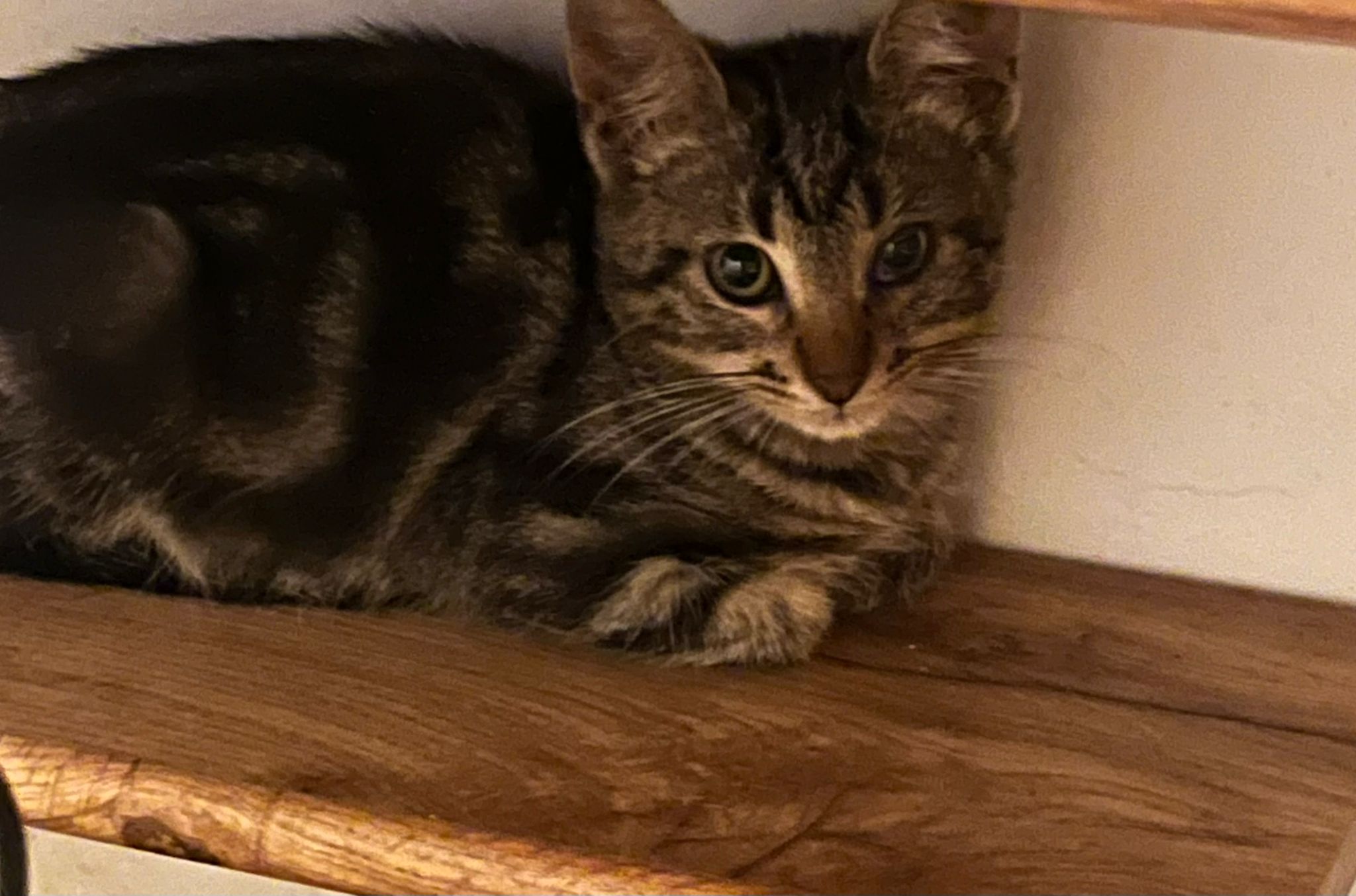 WhatsApp Image 2025-11-11 at 16.15.29