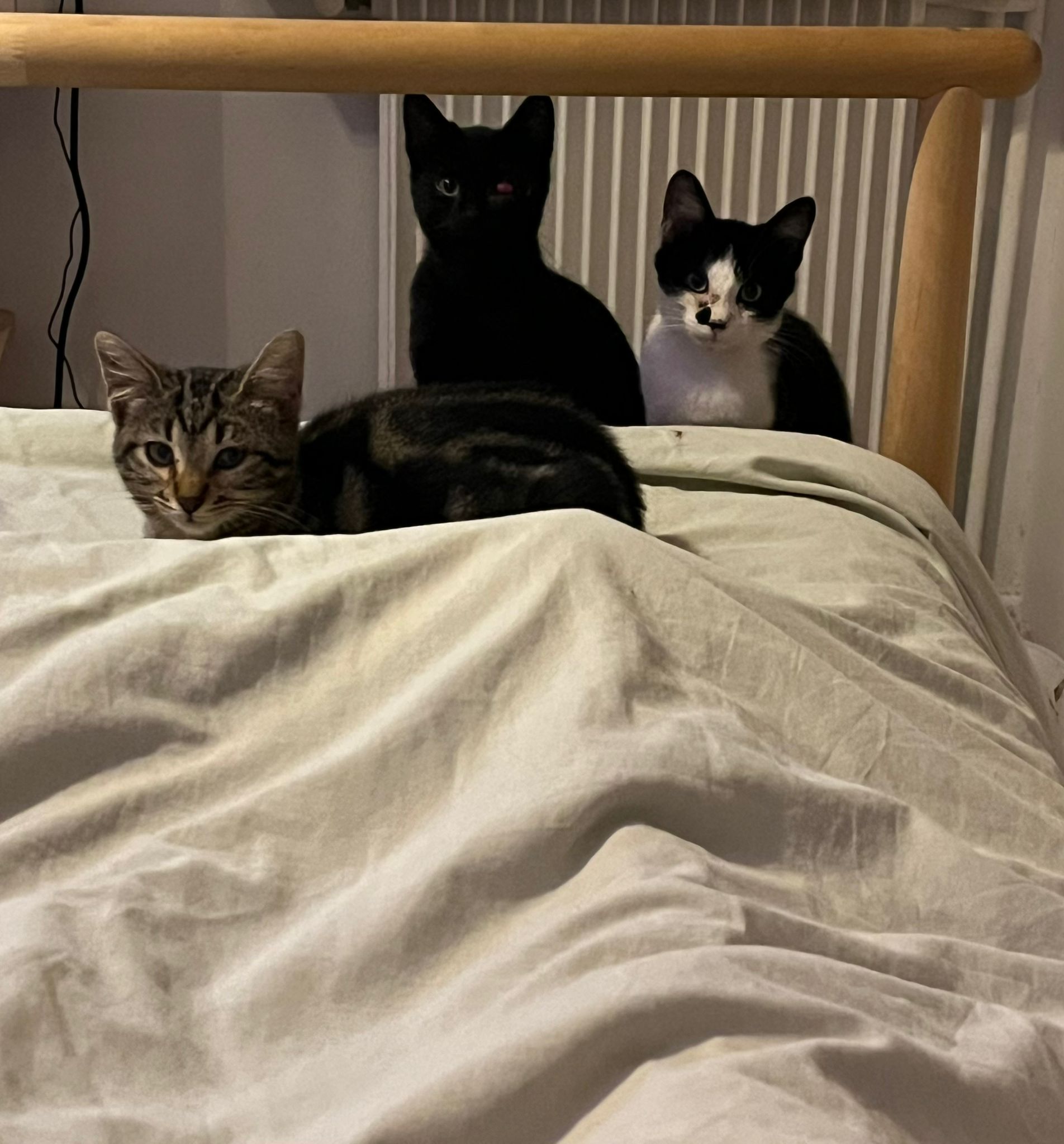 WhatsApp Image 2025-11-12 at 12.34.37 (1)