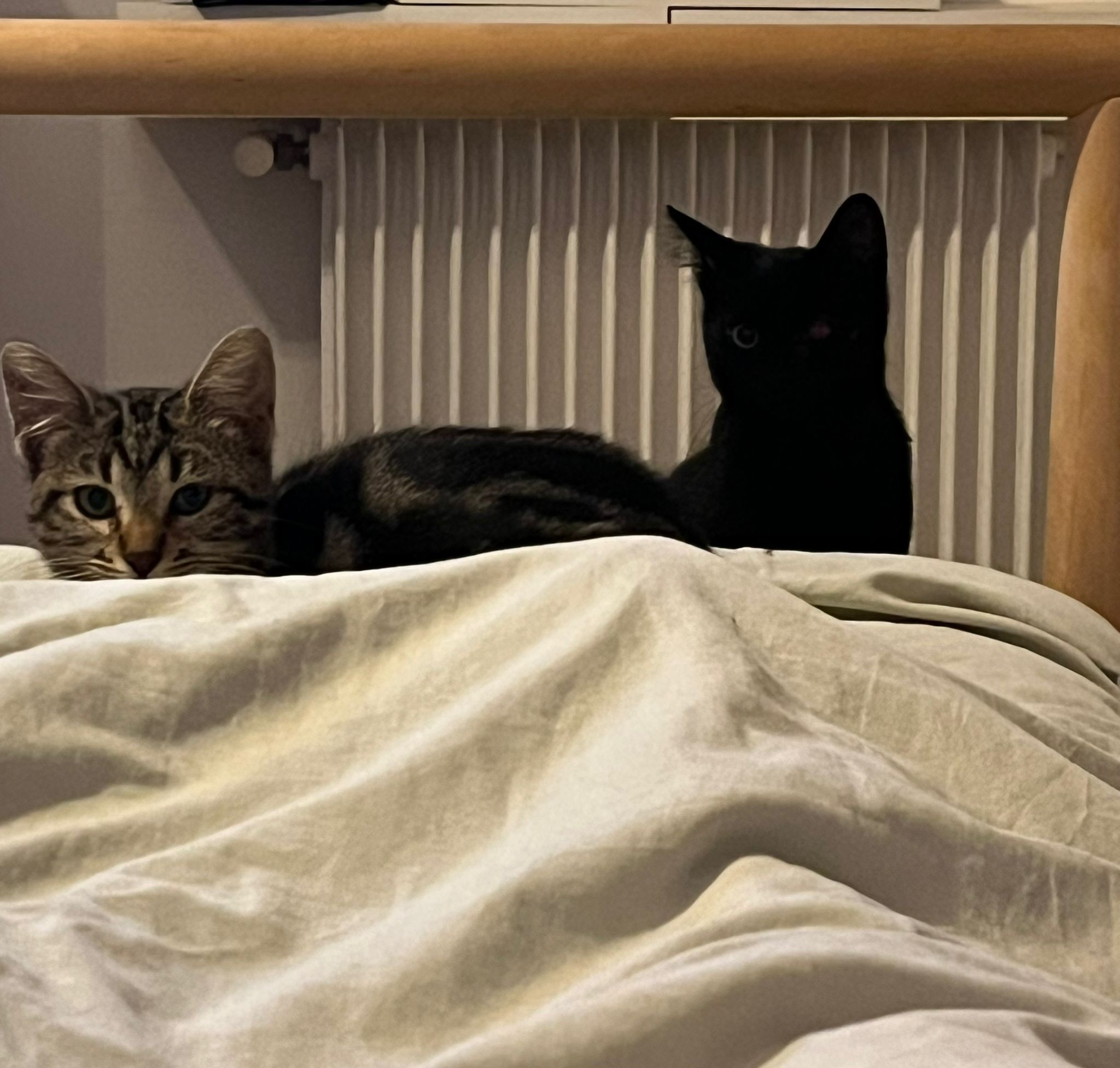 WhatsApp Image 2025-11-12 at 12.34.38