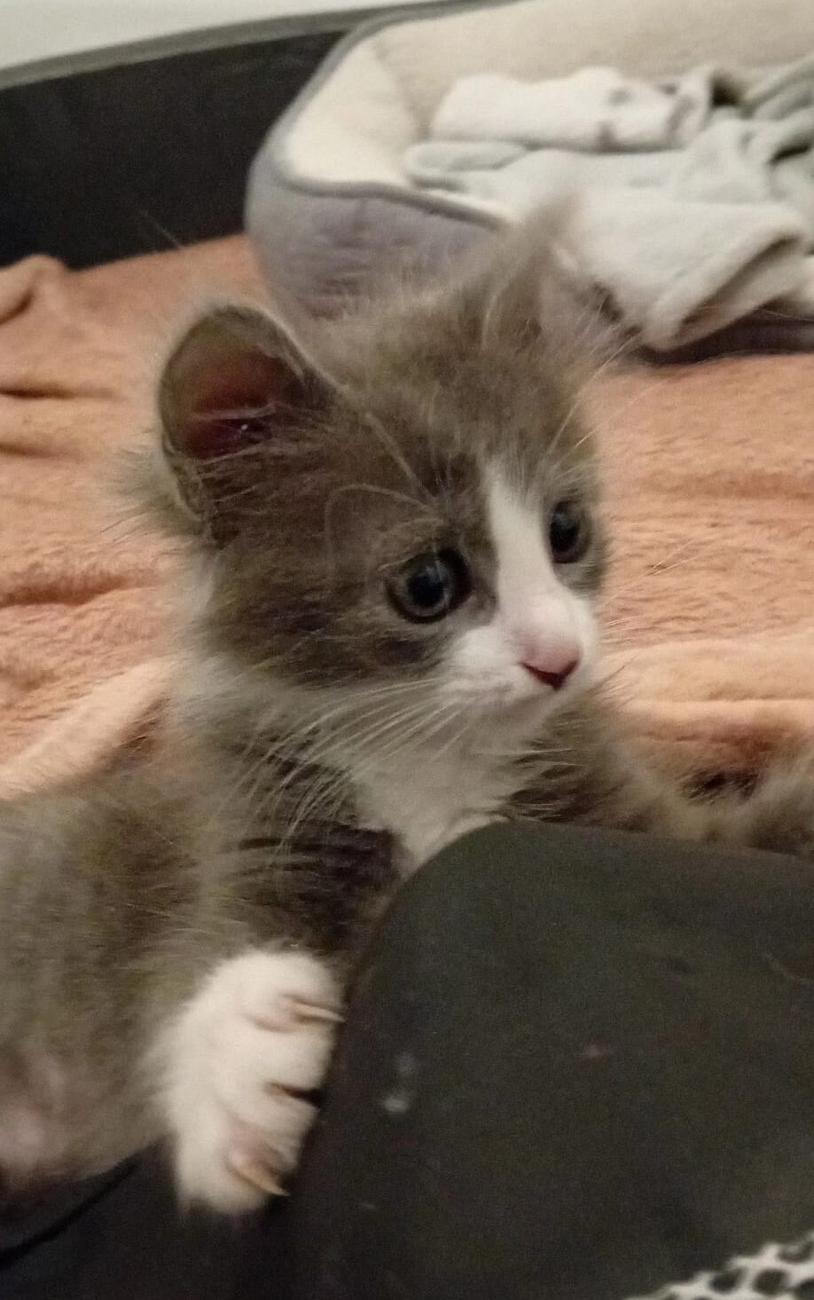 WhatsApp Image 2025-11-13 at 10.04.08