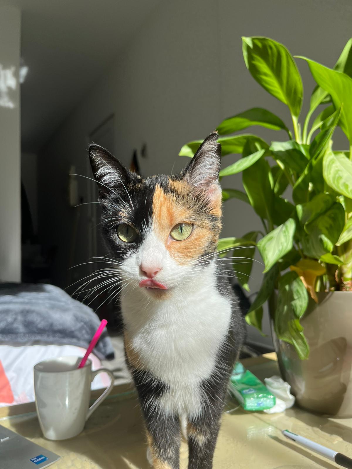 WhatsApp Image 2025-11-14 at 00.35.01