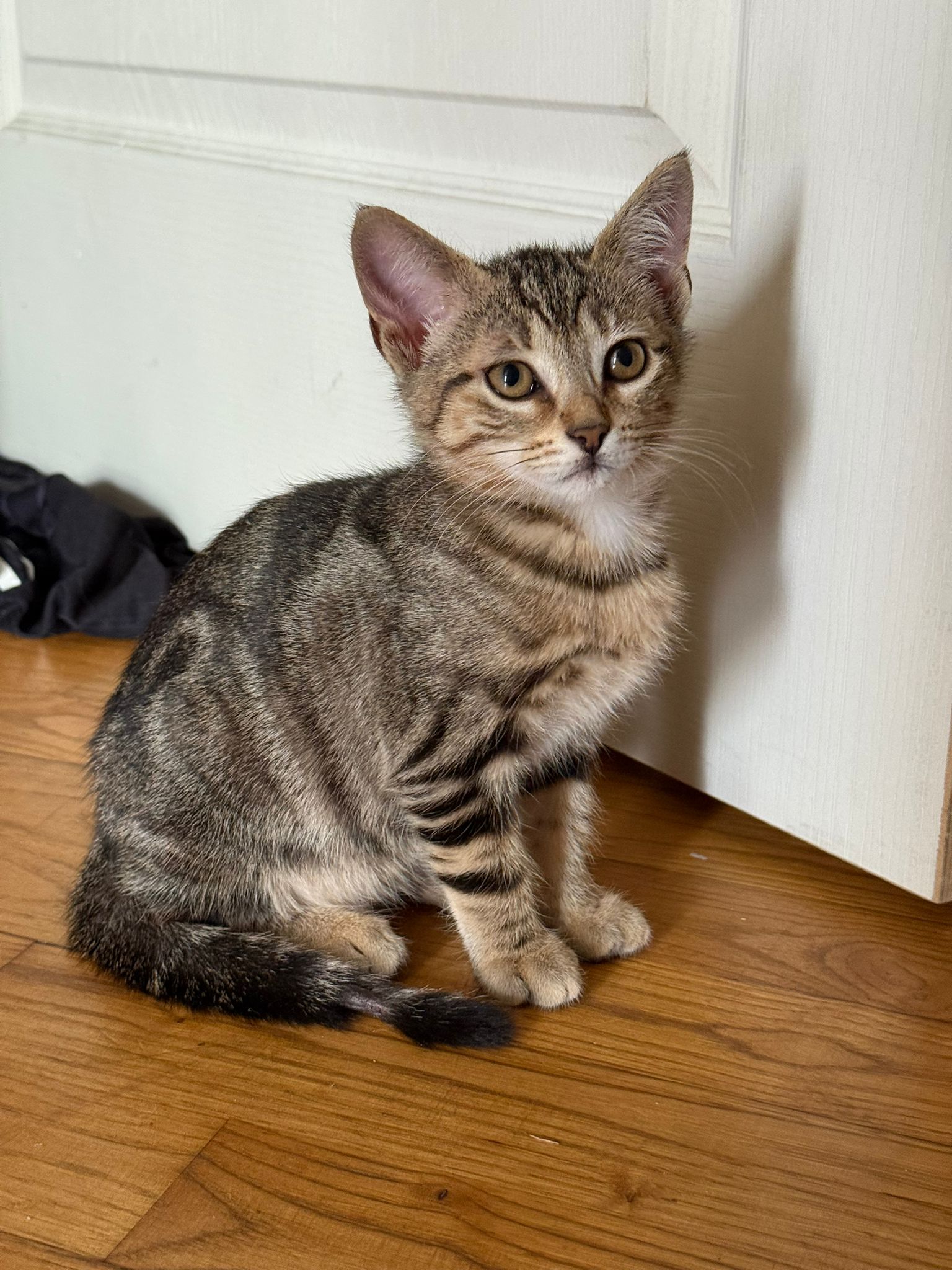 WhatsApp Image 2025-11-14 at 12.25.51 (1)