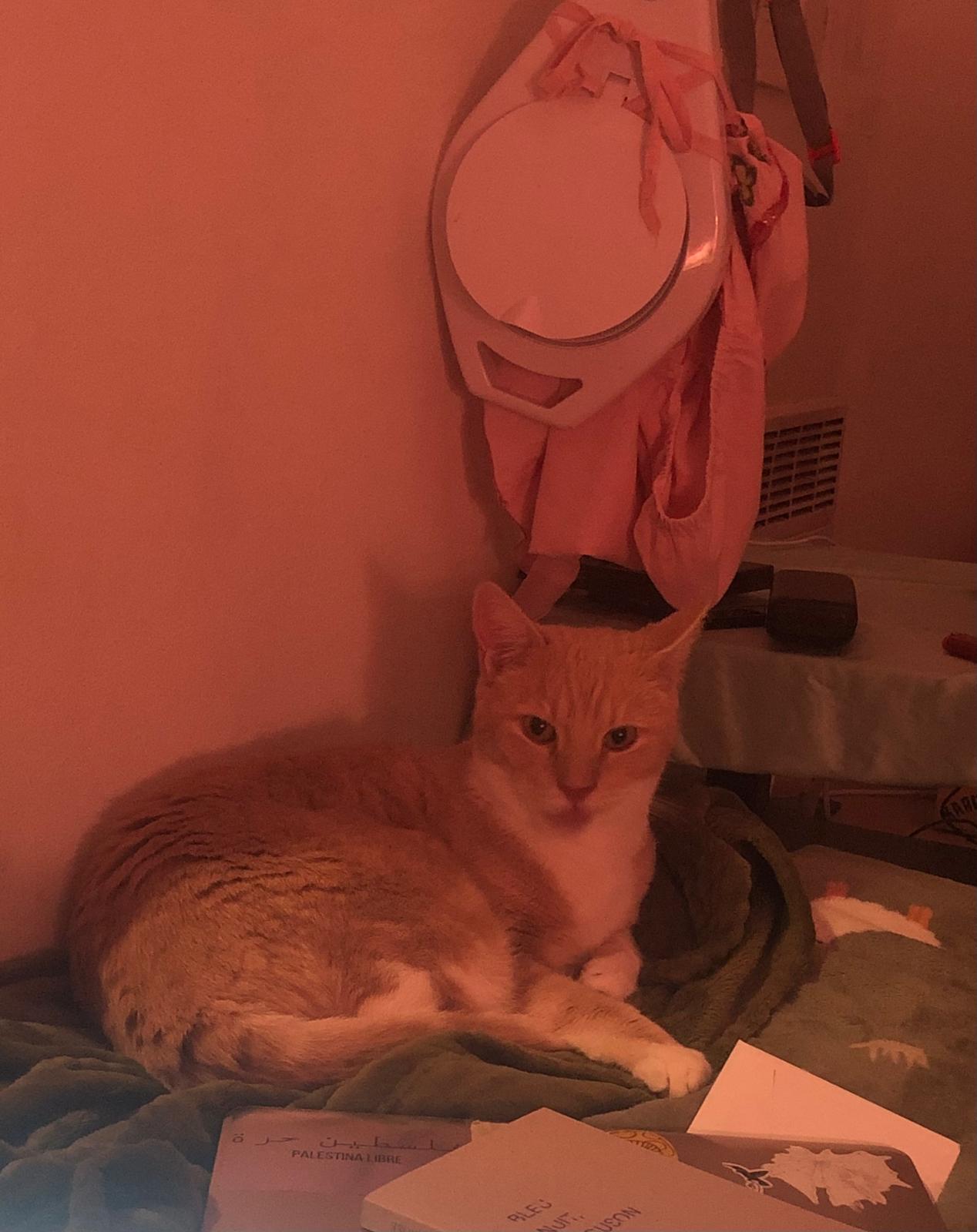 WhatsApp Image 2025-11-17 at 16.43.55