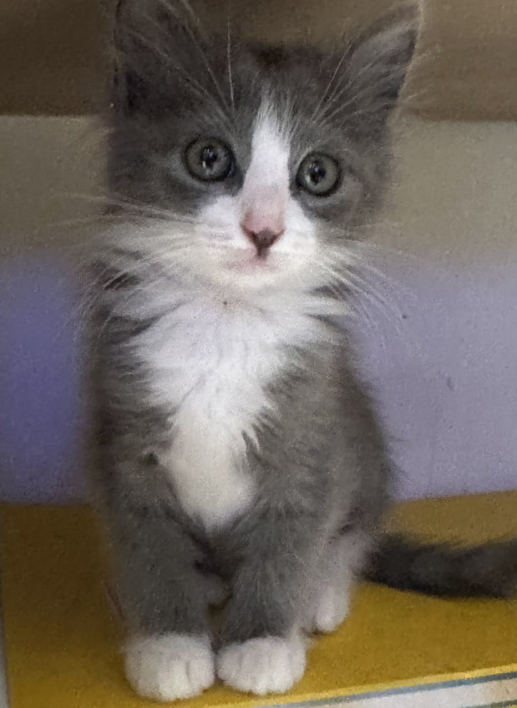 WhatsApp Image 2025-11-17 at 19.53.50