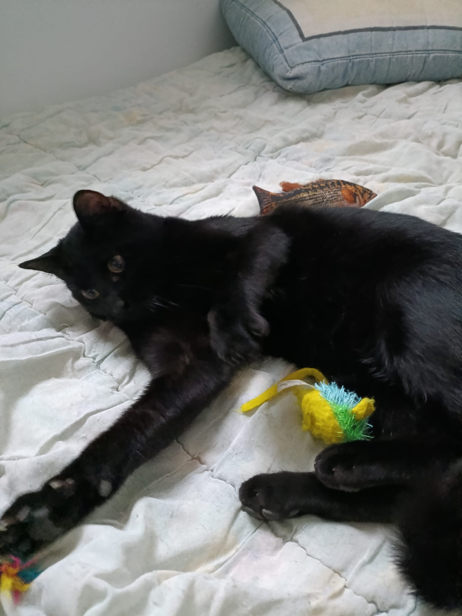 WhatsApp Image 2026-01-31 at 09.01.24 (1)