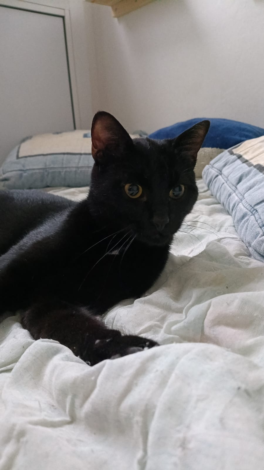 WhatsApp Image 2026-01-31 at 09.04.28