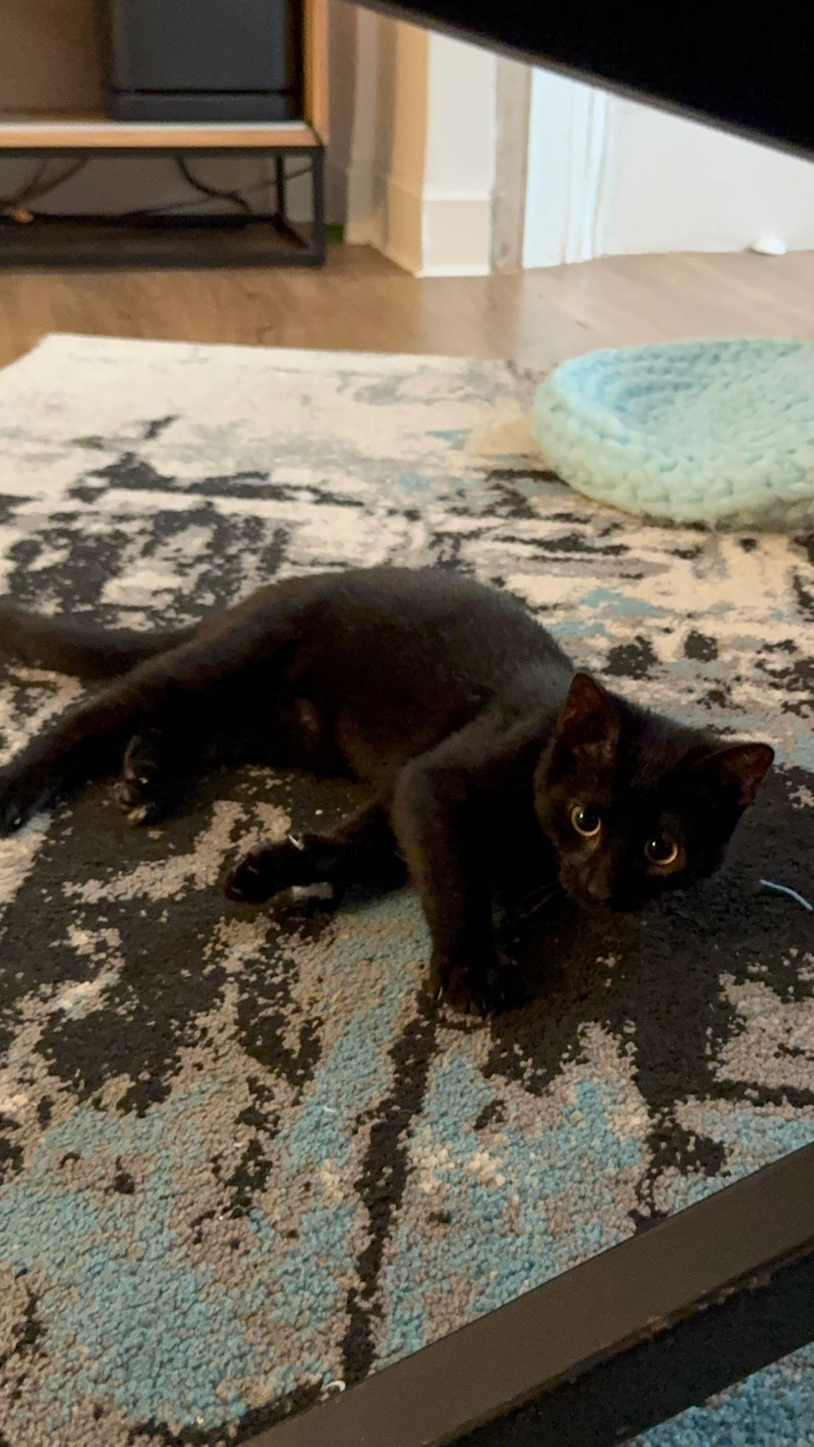 WhatsApp Image 2026-02-01 at 10.40.21