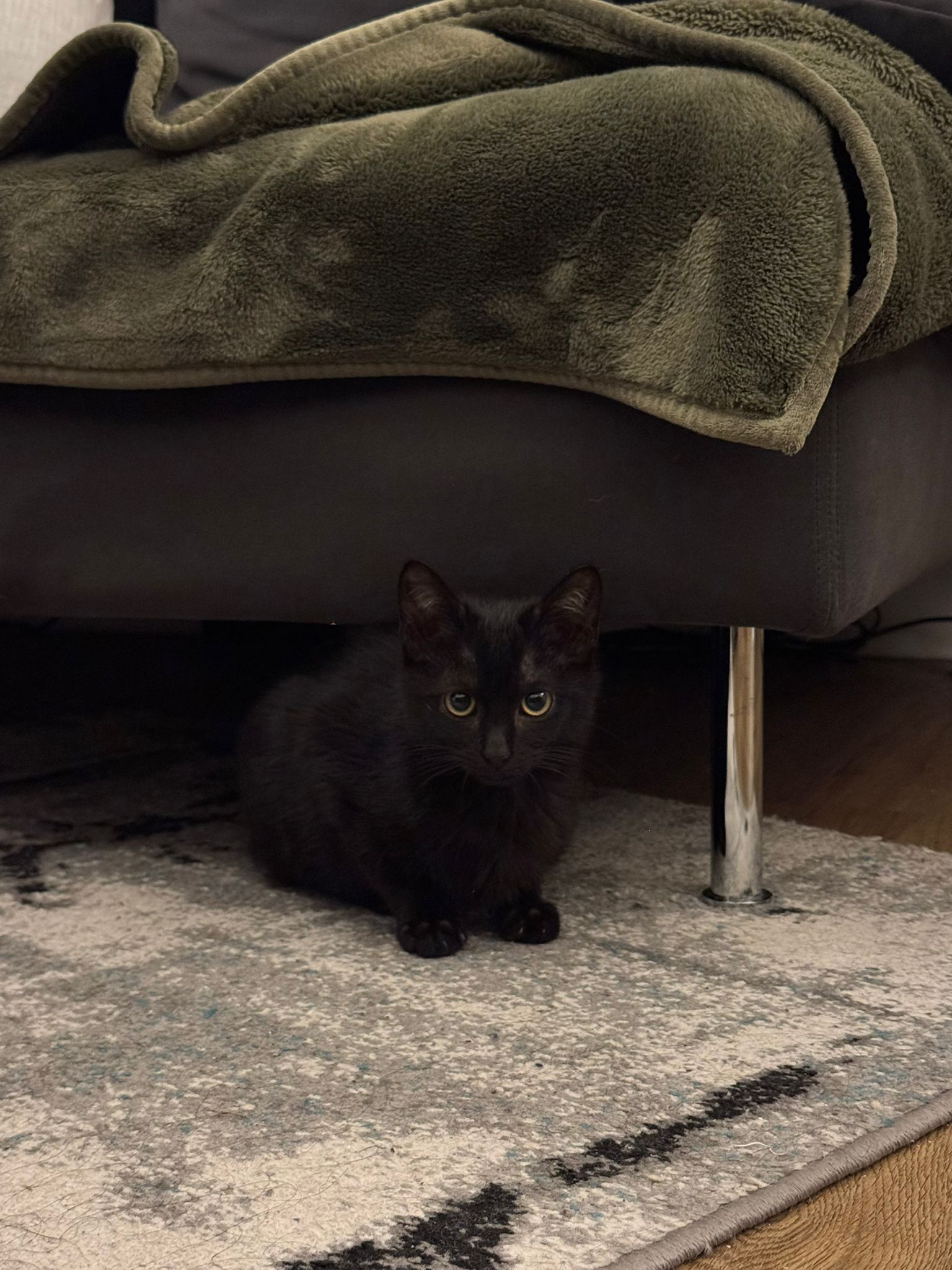 WhatsApp Image 2026-02-01 at 10.41.12