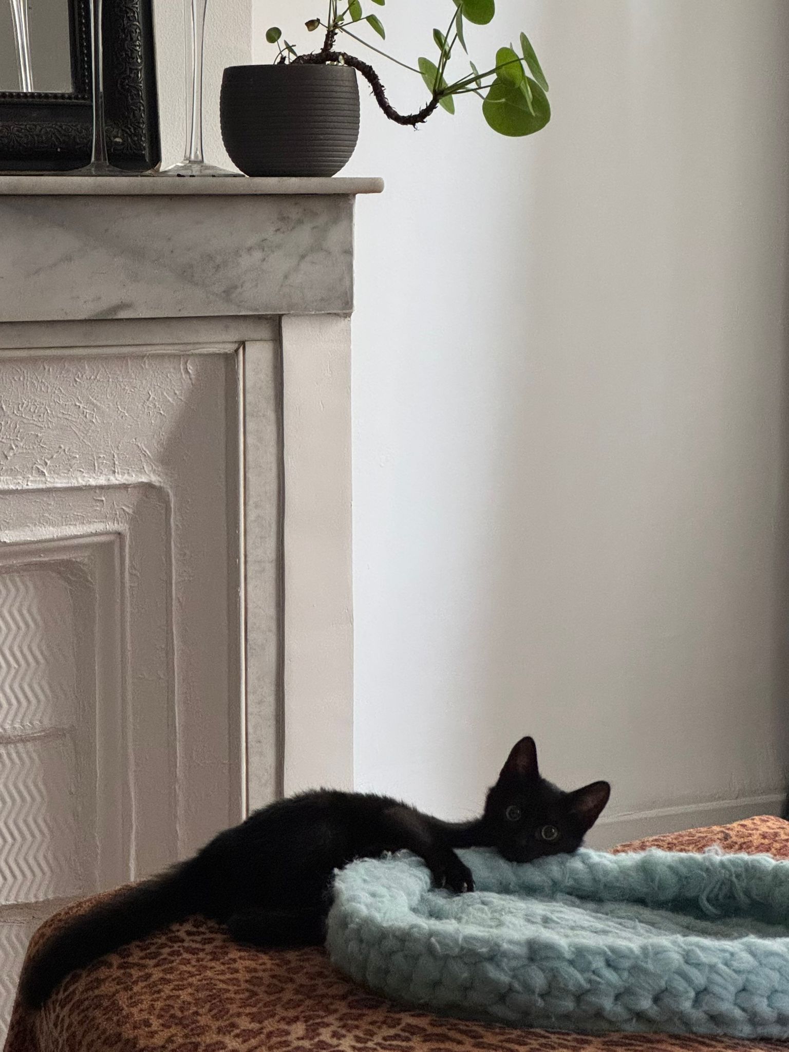 WhatsApp Image 2026-02-01 at 10.41.22