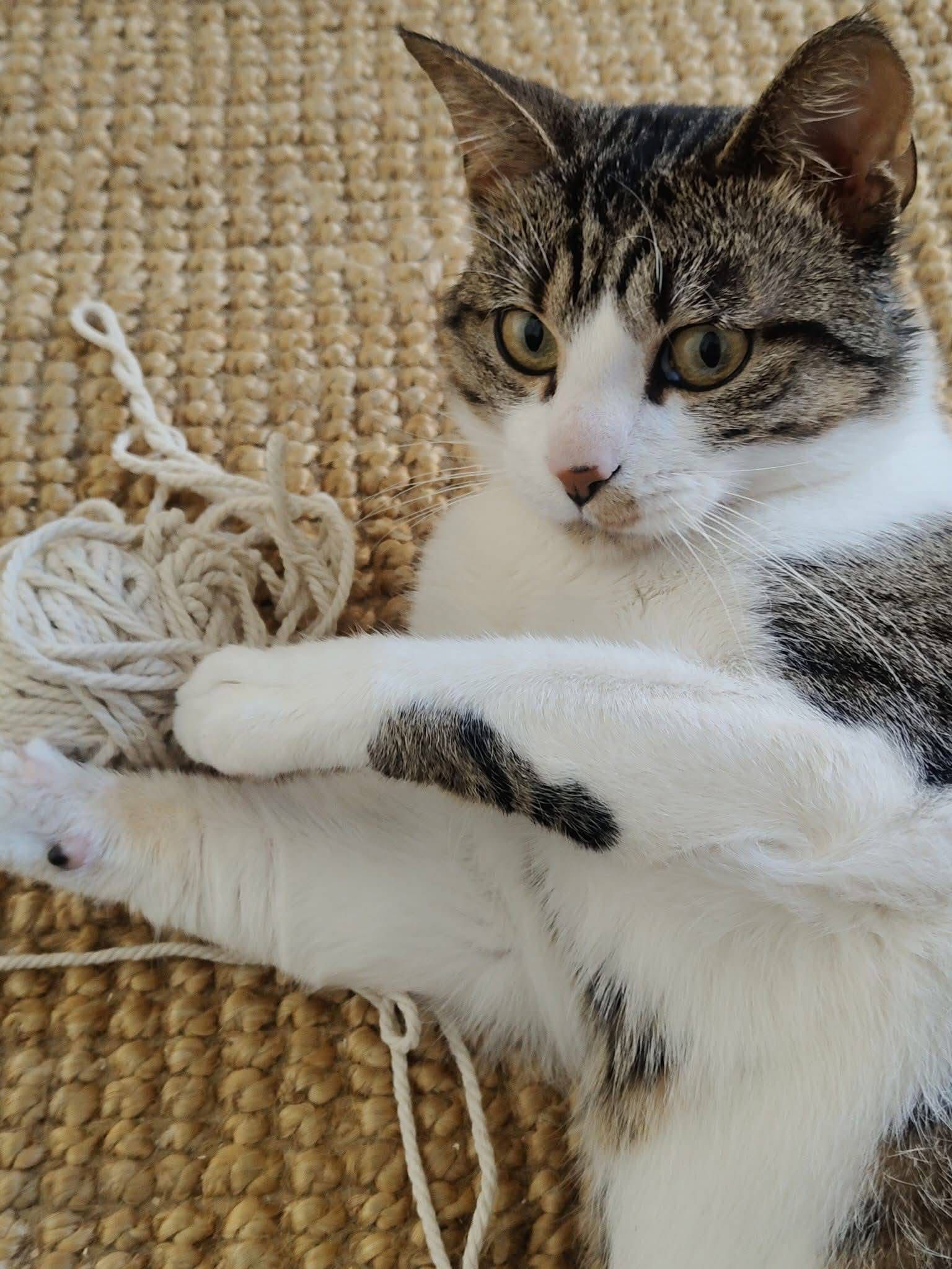 WhatsApp Image 2026-02-06 at 11.47.39 (1)