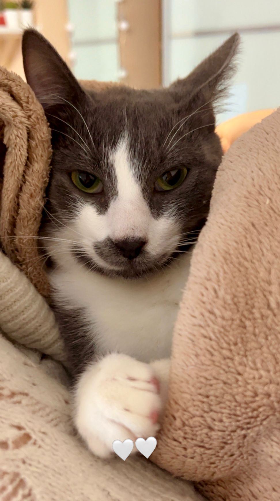 WhatsApp Image 2026-02-09 at 22.46.25