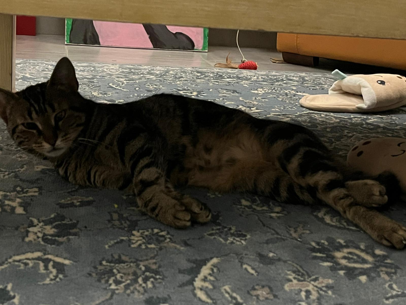 WhatsApp Image 2026-02-11 at 17.30.56 (1)