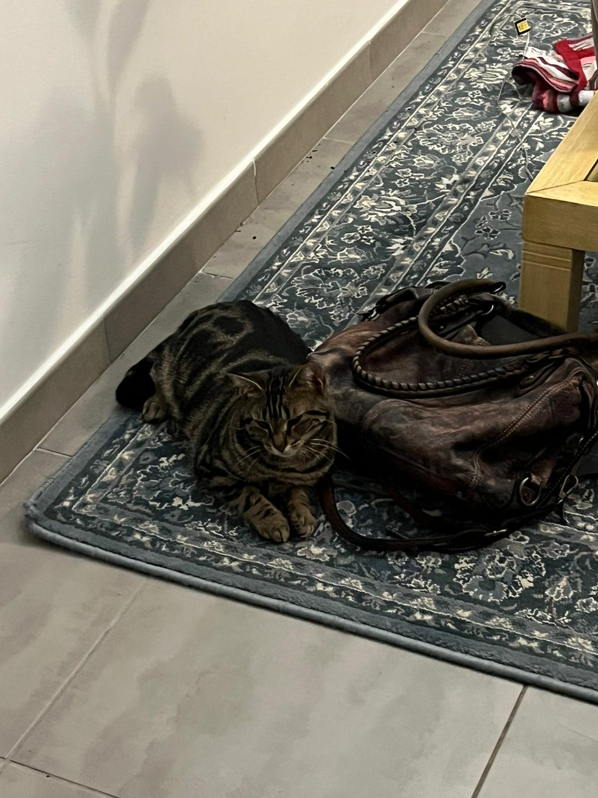 WhatsApp Image 2026-02-11 at 17.30.56