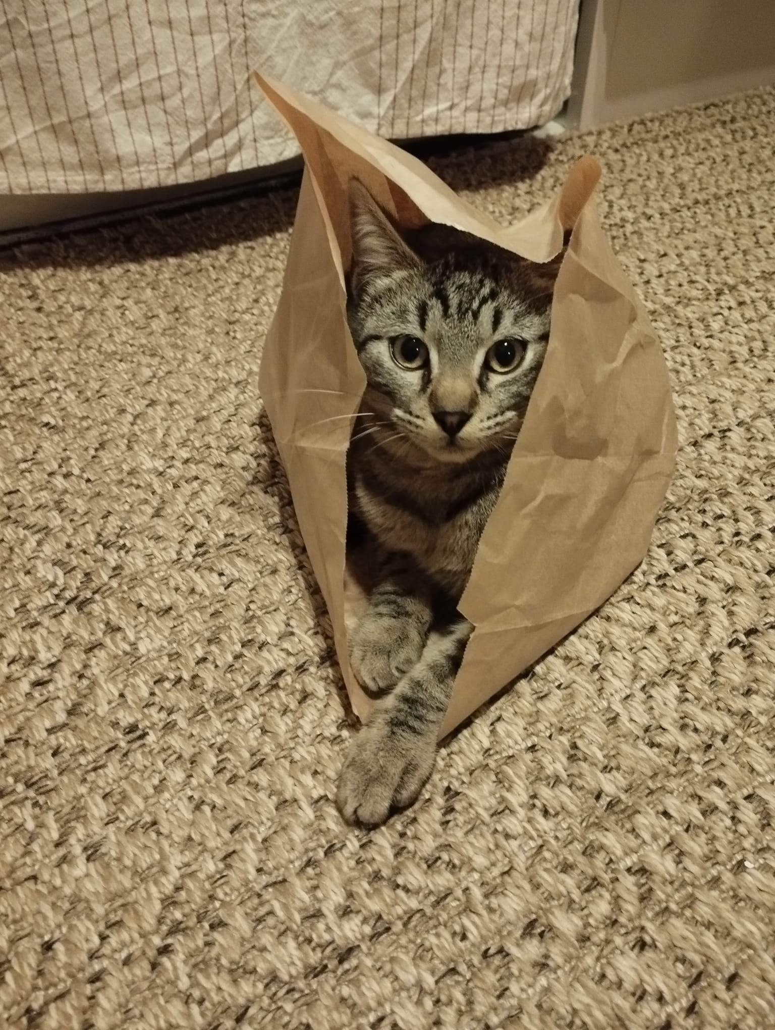 WhatsApp Image 2026-02-13 at 10.15.13