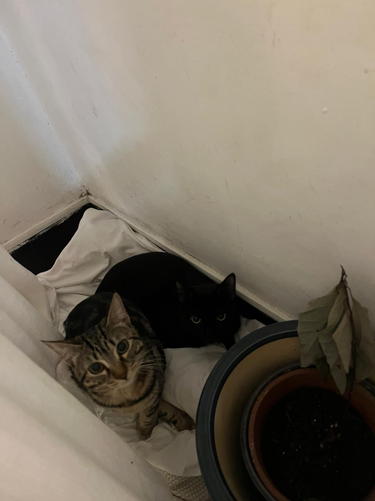 WhatsApp Image 2026-02-13 at 12.27.11 (1)