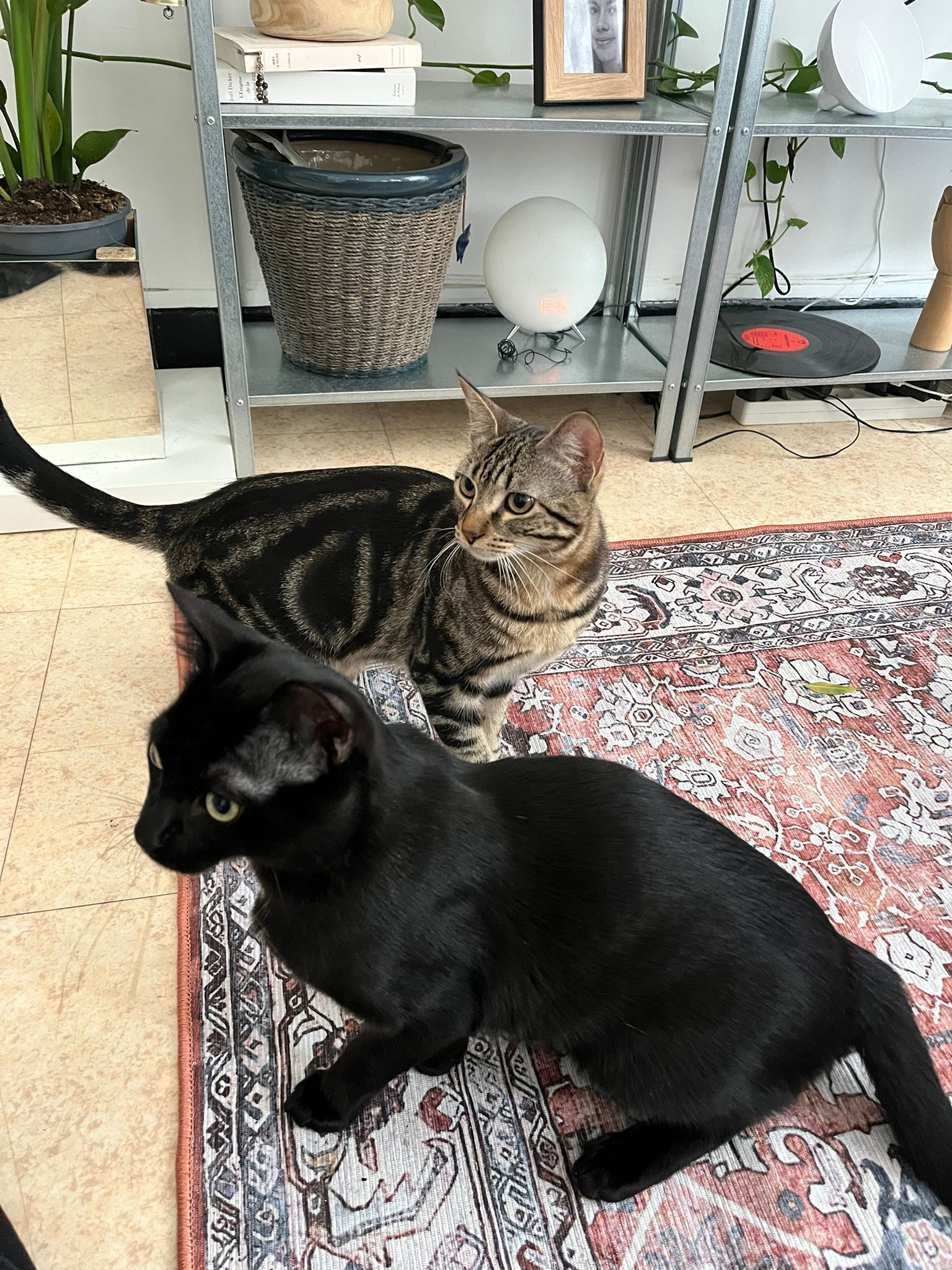 WhatsApp Image 2026-02-14 at 11.32.41